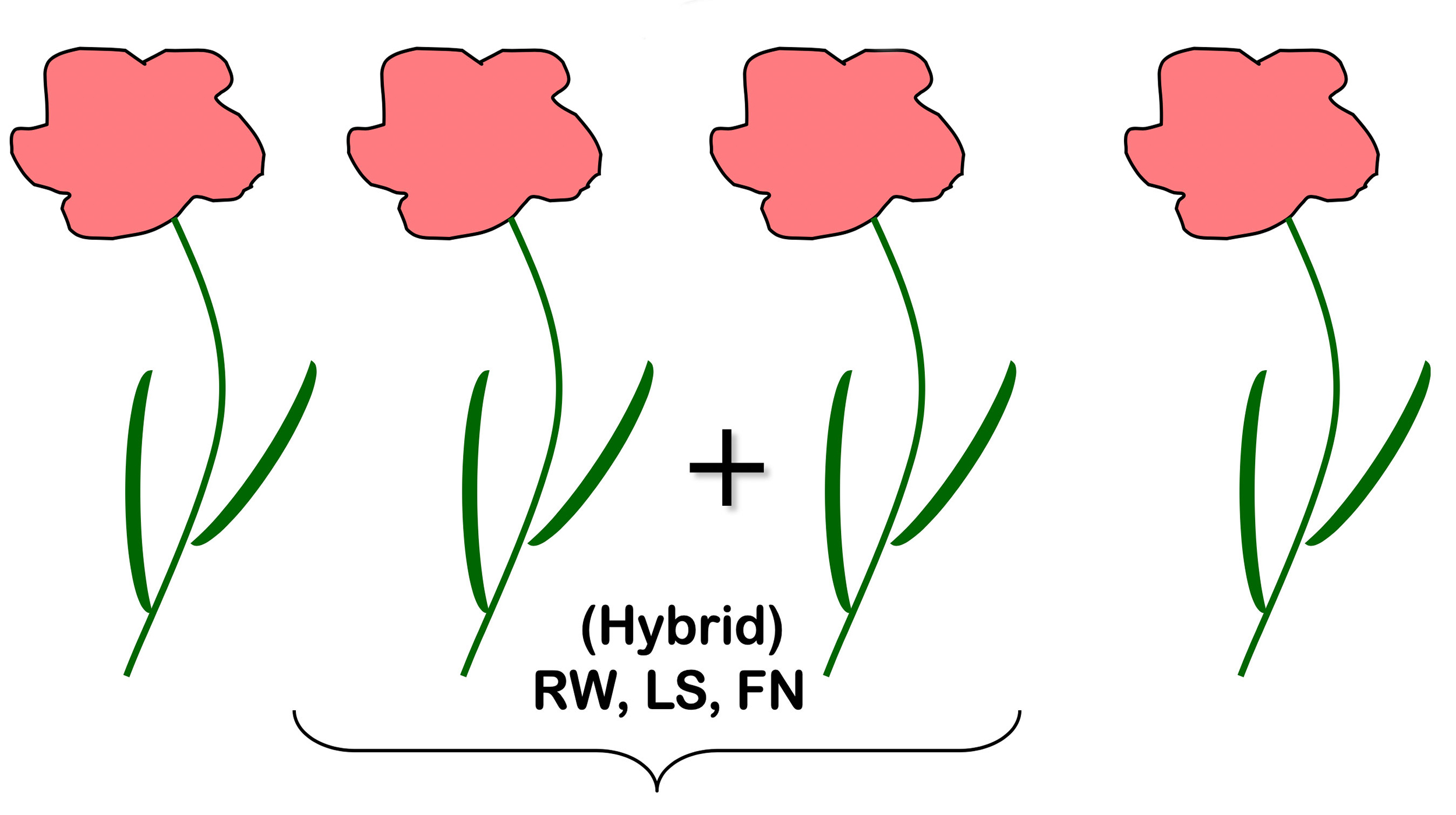 A diagram of four hybrid plants produced from the two parent plants. The plants have pink flowers, long stems, and narrow leaves. (Traits are labeled: RW, LS, FN).