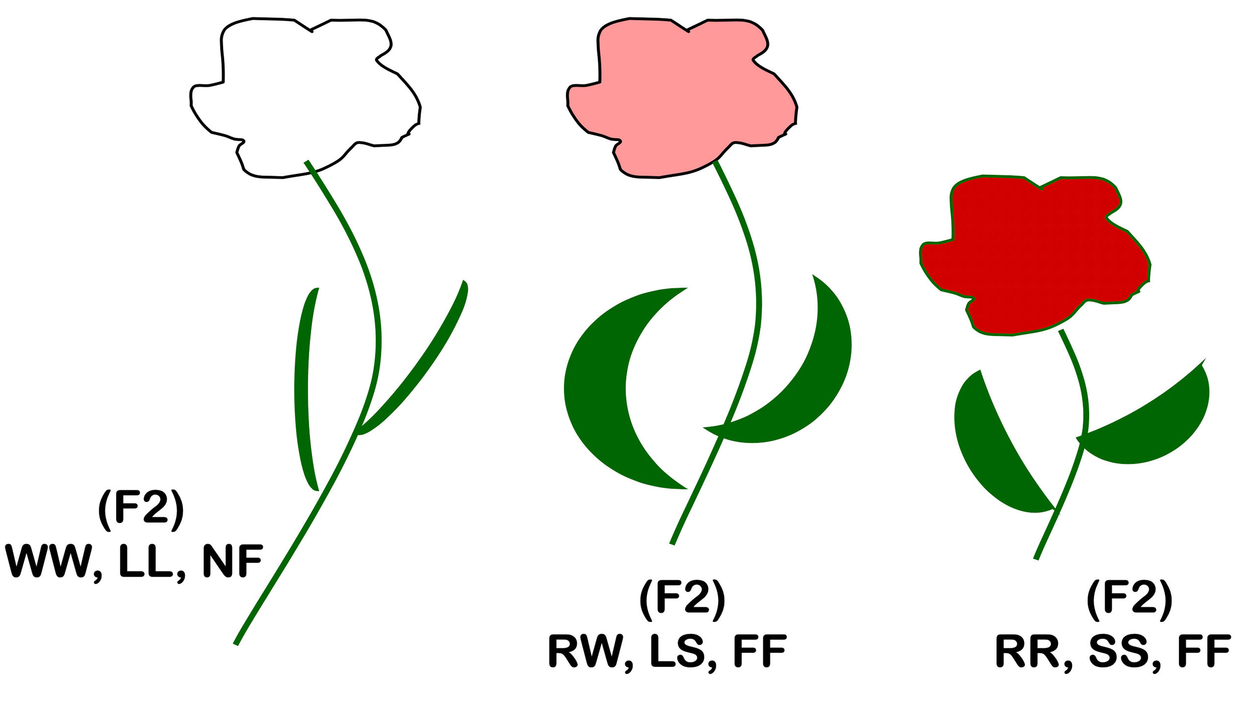 long stem, and narrow leaves. (Traits: WW, LL, NF) The second has a long stem, fat leaves, and a pink flower. (Traits: RW, LS, FF) The third has a short stem, fat leaves, and a red flower. (Traits: RR, SS, FF)