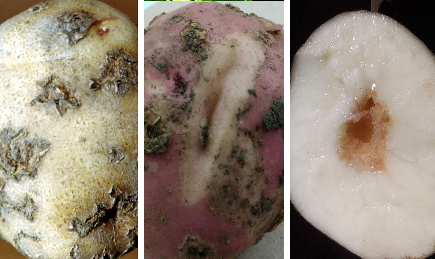 Three common potato issues. From left: Potato scab, knobbing and cracking, and hollow heart.