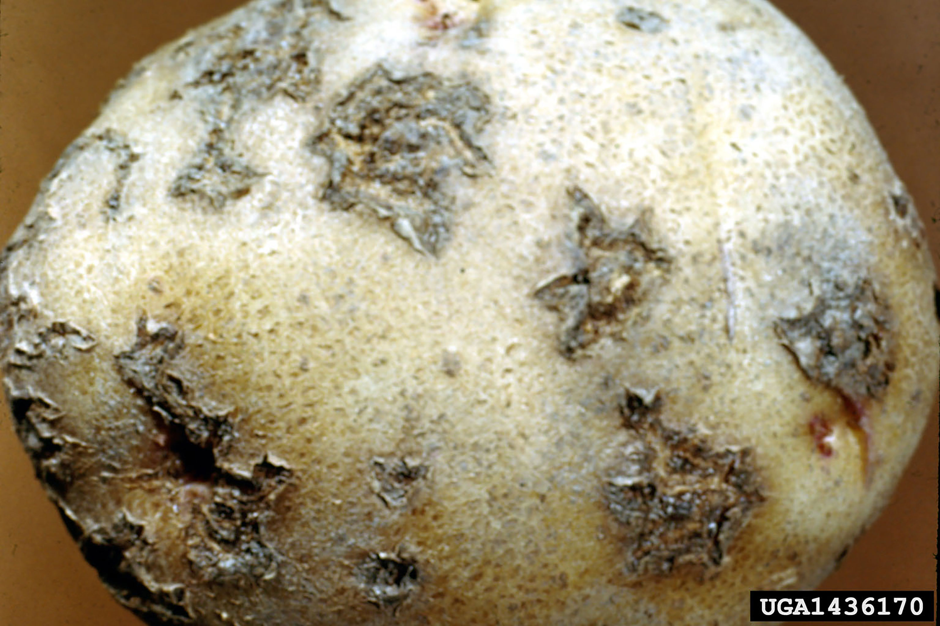 A white potato with crusty, brown scabs and lesions throughout its skin.