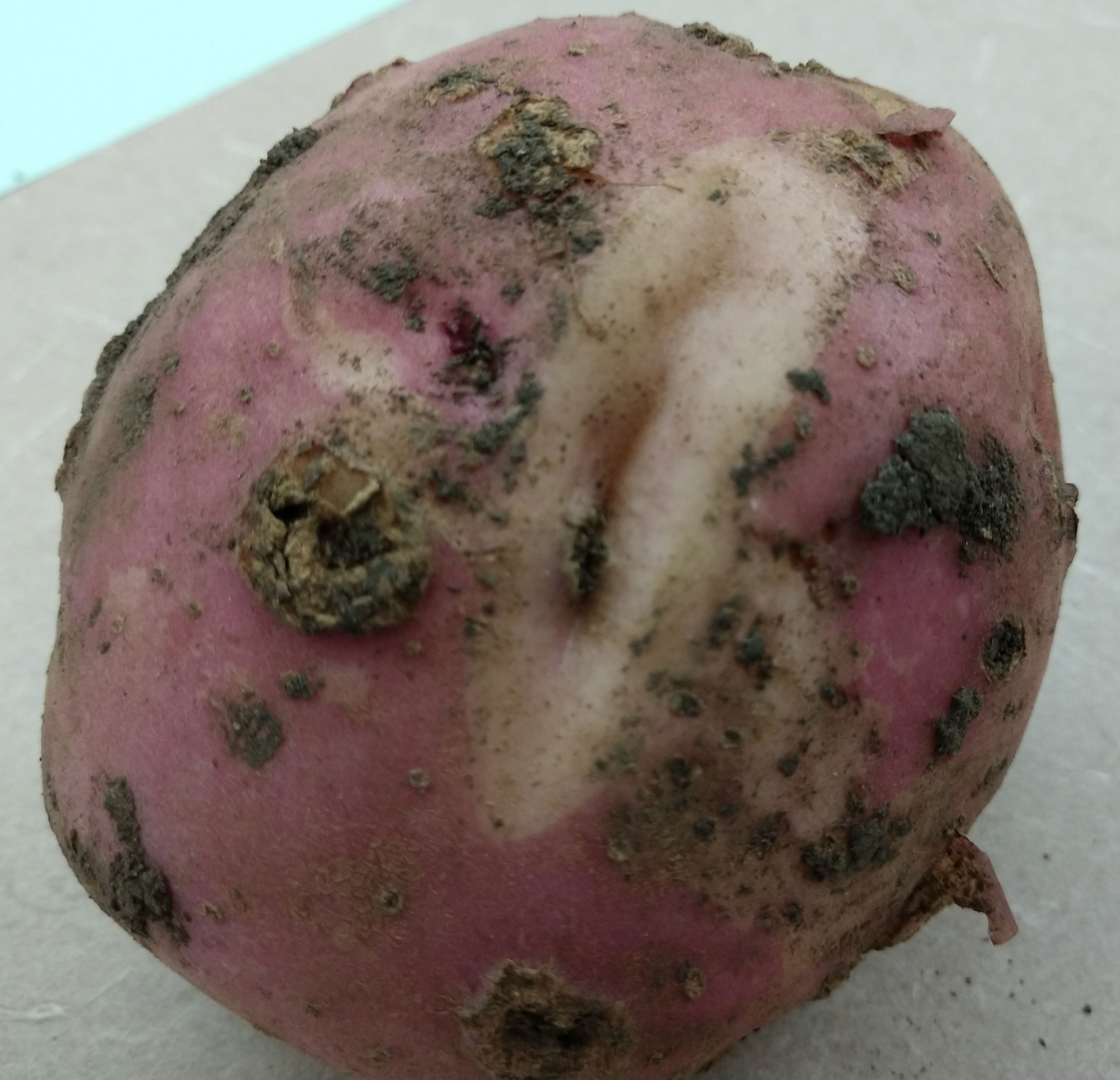 A red potato with brown, crusty scabs and a large crack in the middle revealing a white inside.