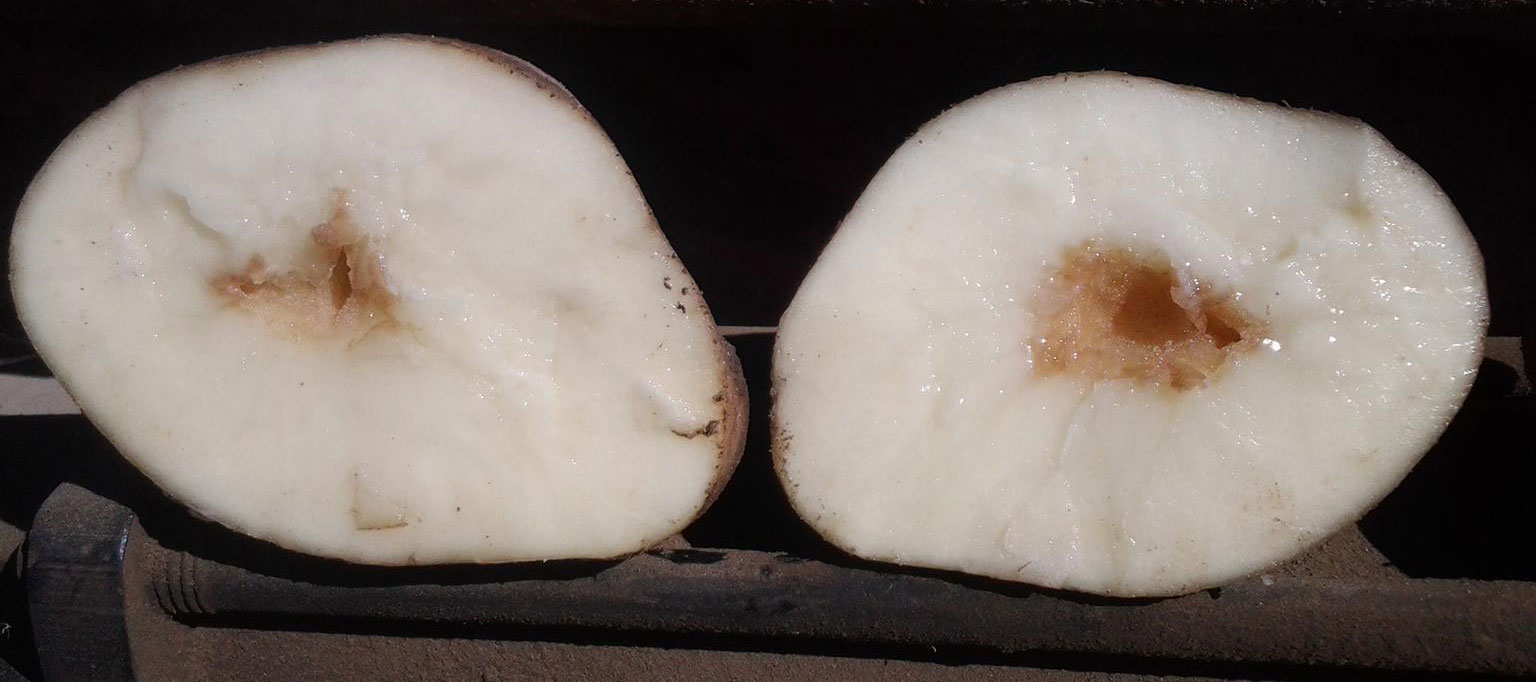 A potato split in half revealing a white inside and a brown, hollow core.