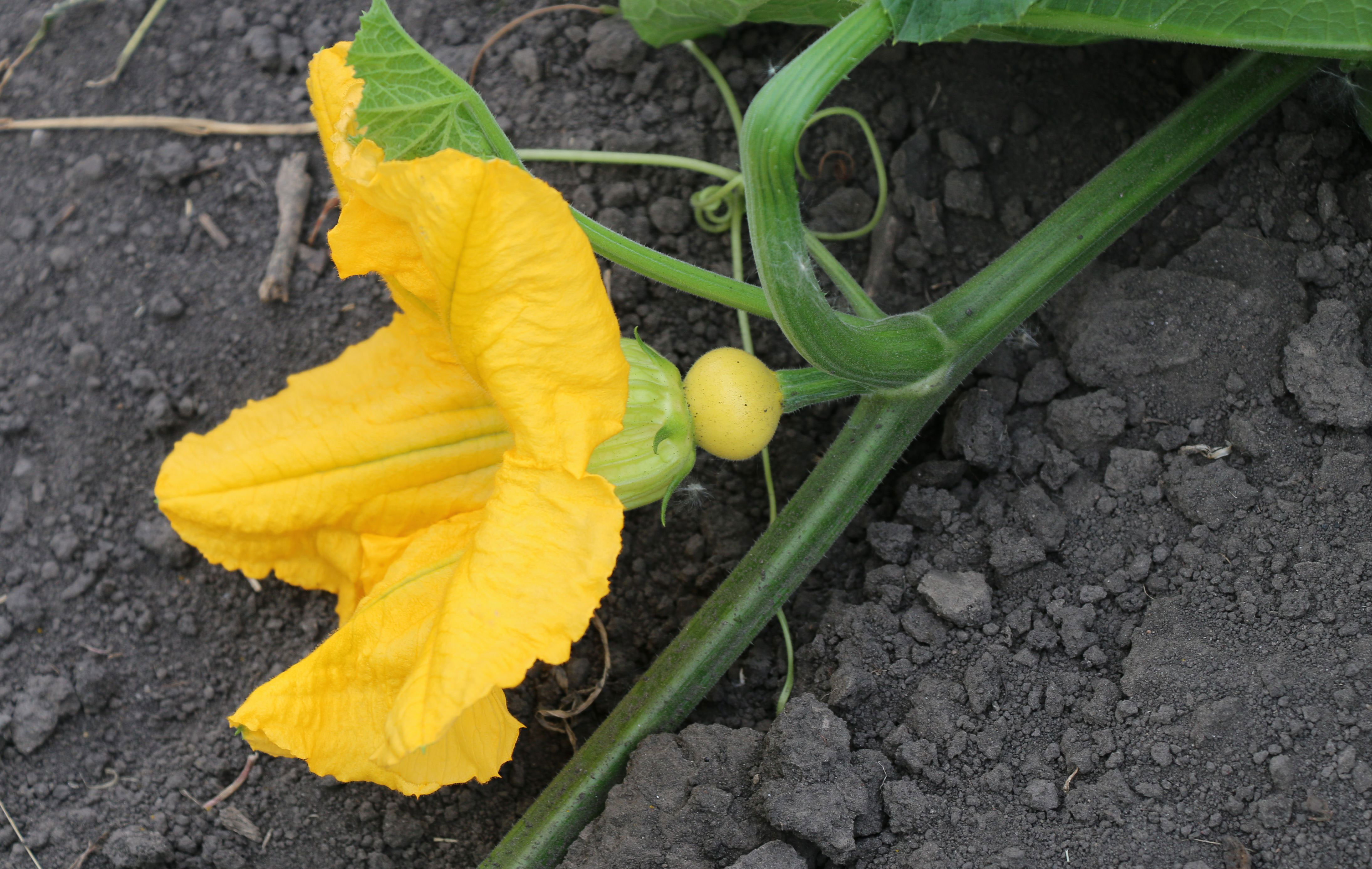 A green squash vine with a large, yellow flower blooming from it.