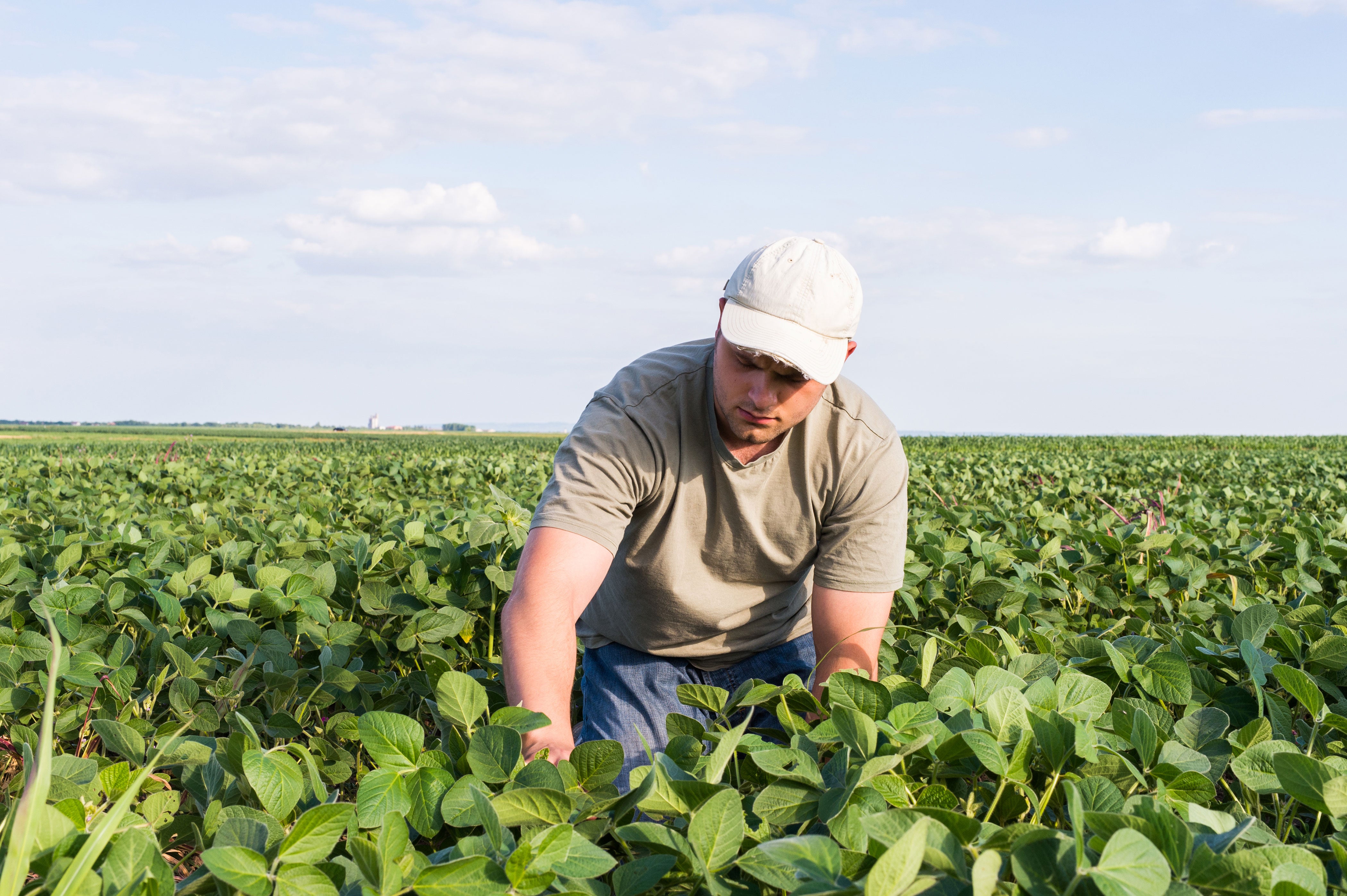 A young man in a gray shirt and white cap scouting a soybean field for soybean aphids.