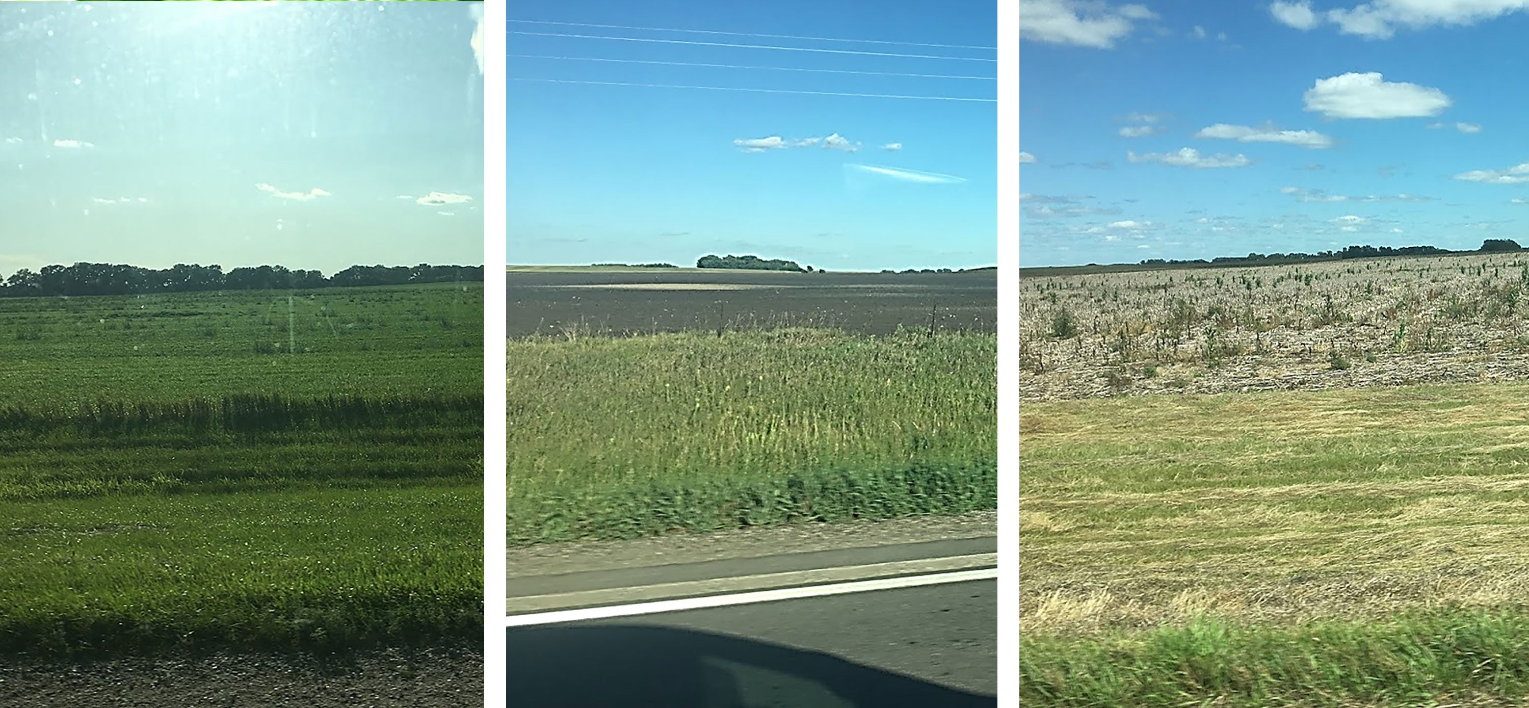 Three South Dakota fields that claimed prevent plant. The first field is planted with a cover crop. The second field has no cover crops, but tillage was completed to control weeds. The third has no cover crops and weeds are growing throughout.