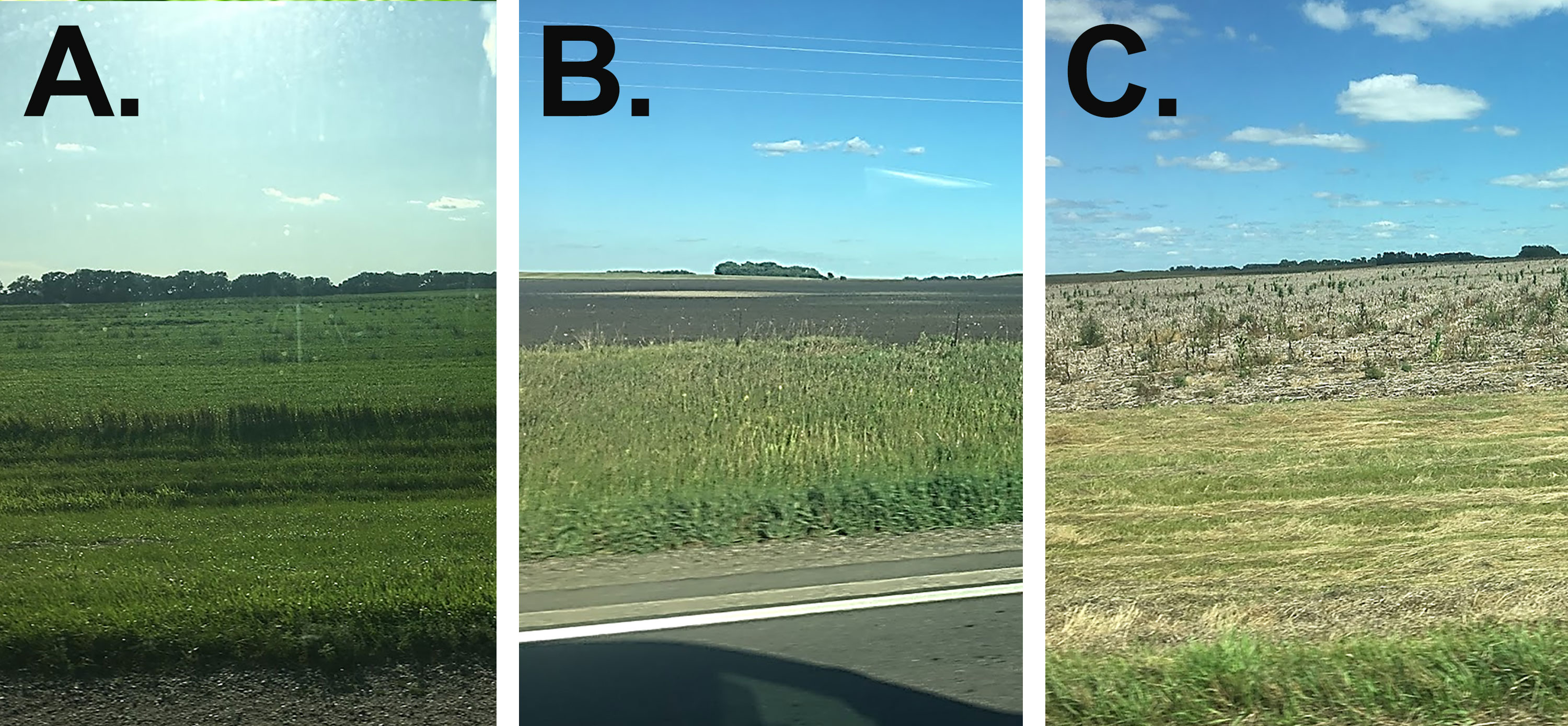 Three South Dakota fields that claimed prevent plant. The first field is labeled &quot;A&quot; and is planted with a cover crop. The second field is labeled &quot;B&quot; and has no cover crops, but tillage was completed to control weeds. The third is labeled &quot;C&quot; and has no cover crops and weeds are growing throughout.