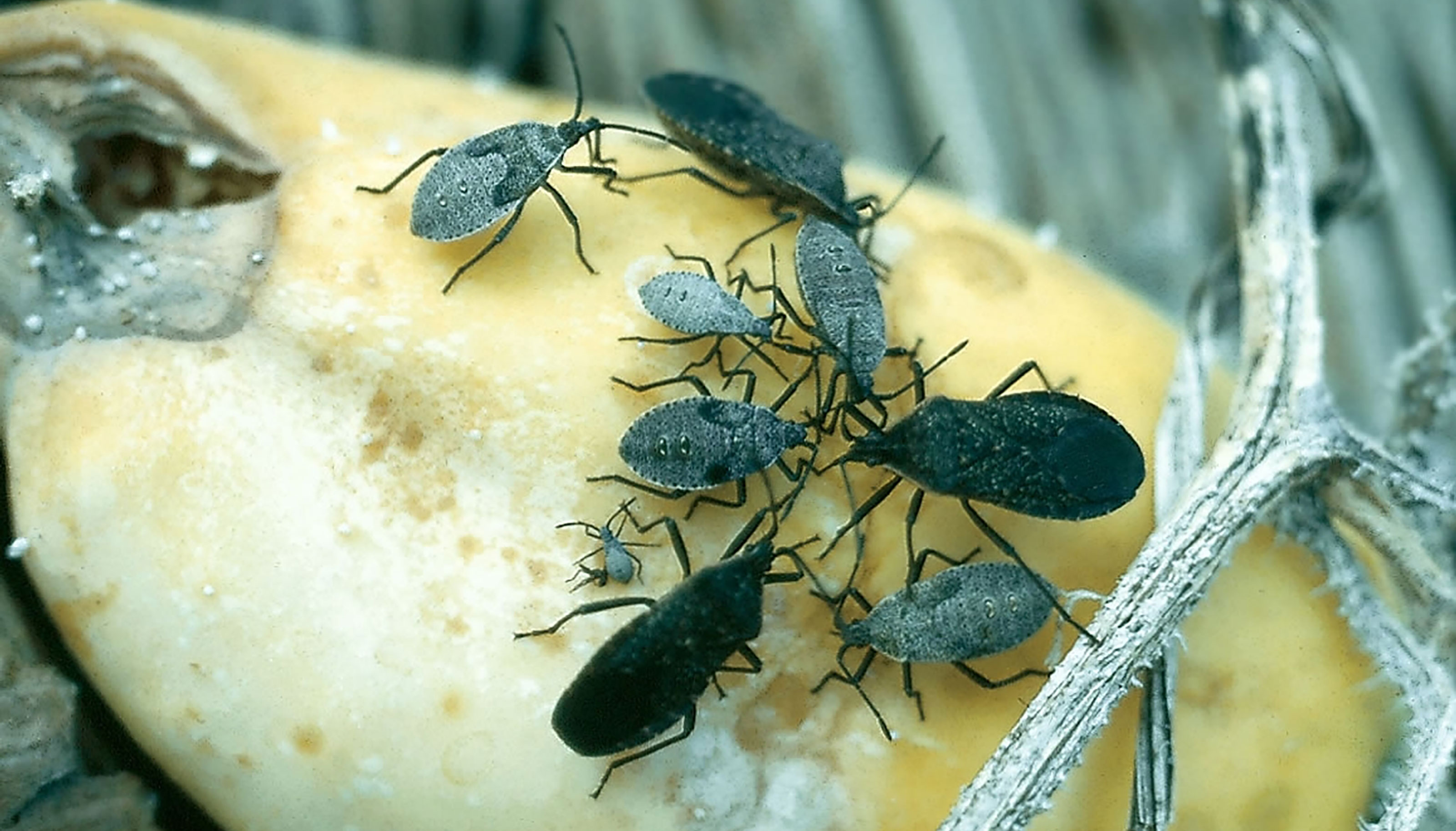 Black and grey bugs of different sizes feeding on a yellow squash.