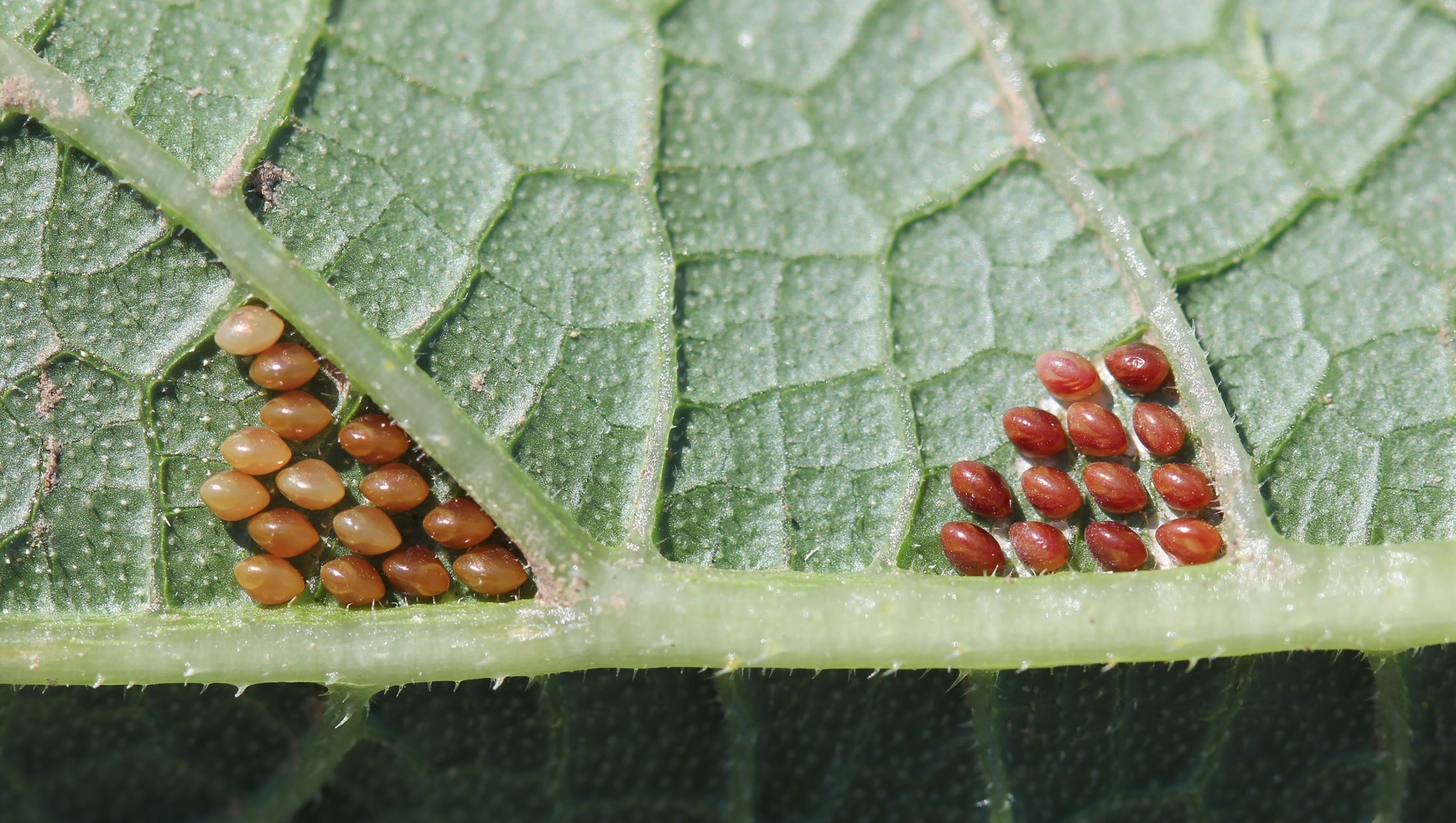 Two clusters of red spherical eggs on the underside of a green leaf.