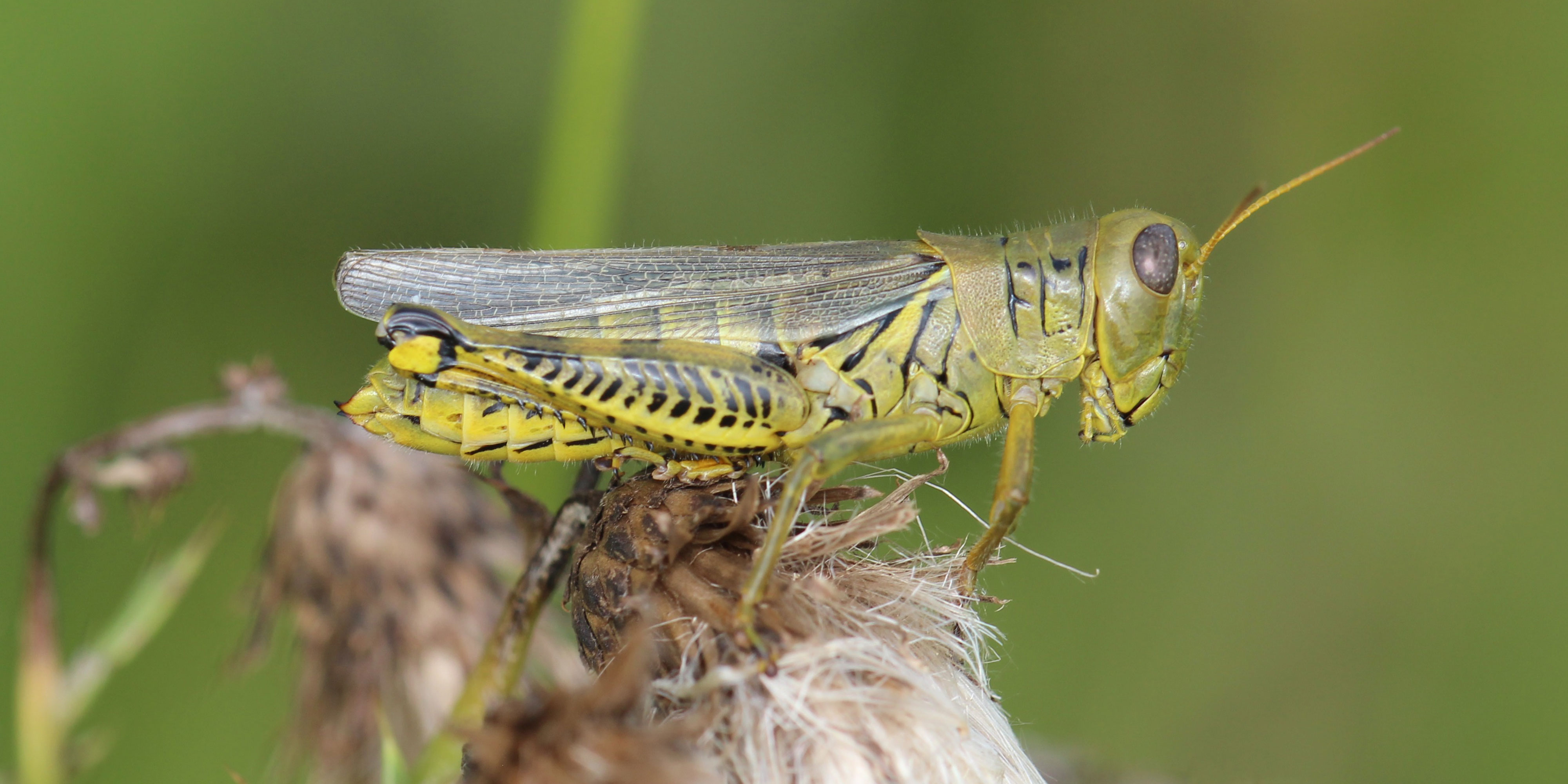 Green and yellow grasshopper with black chevron markings on hindlegs.