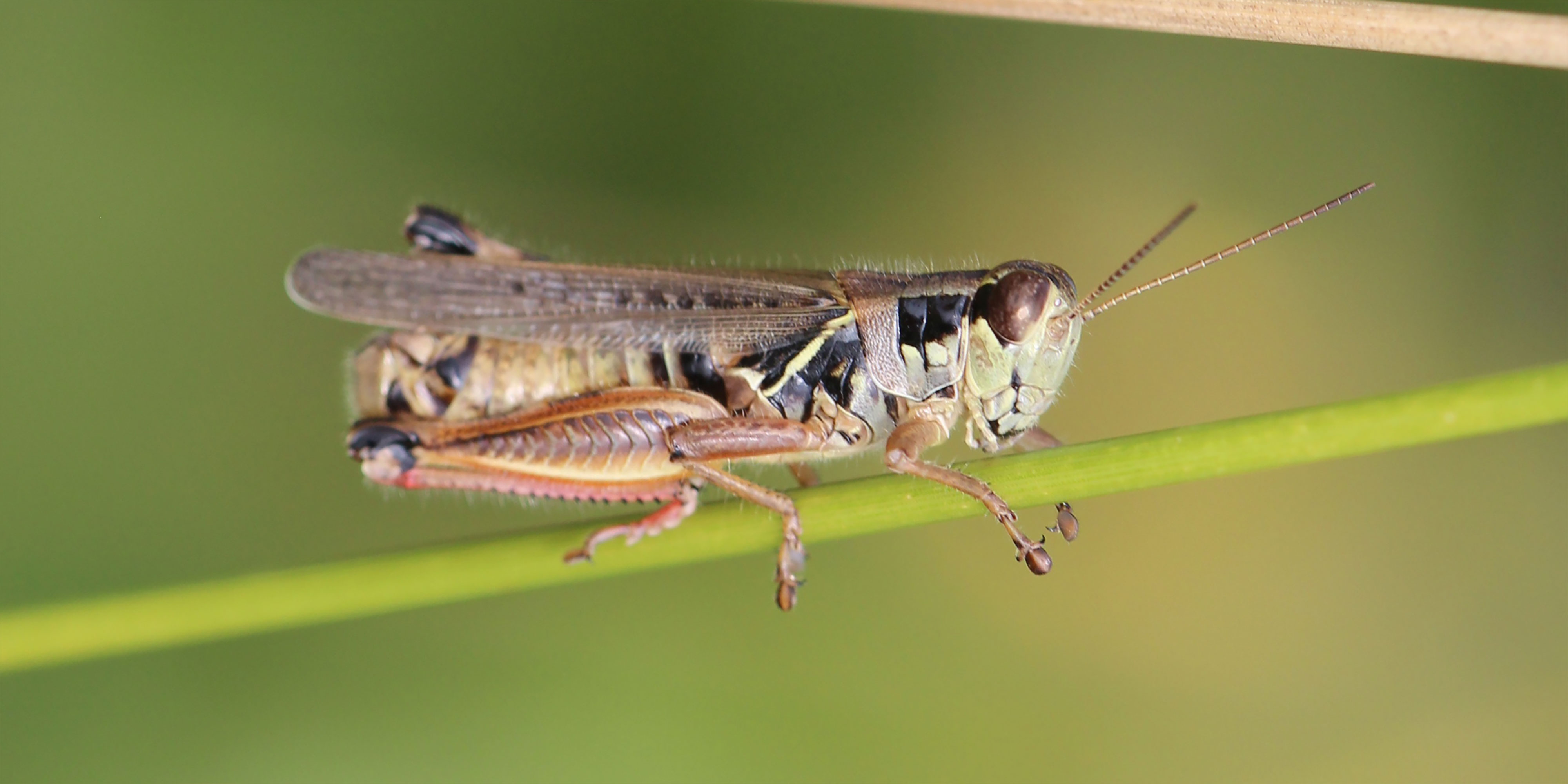 Green and black grasshopper with red hindlegs.