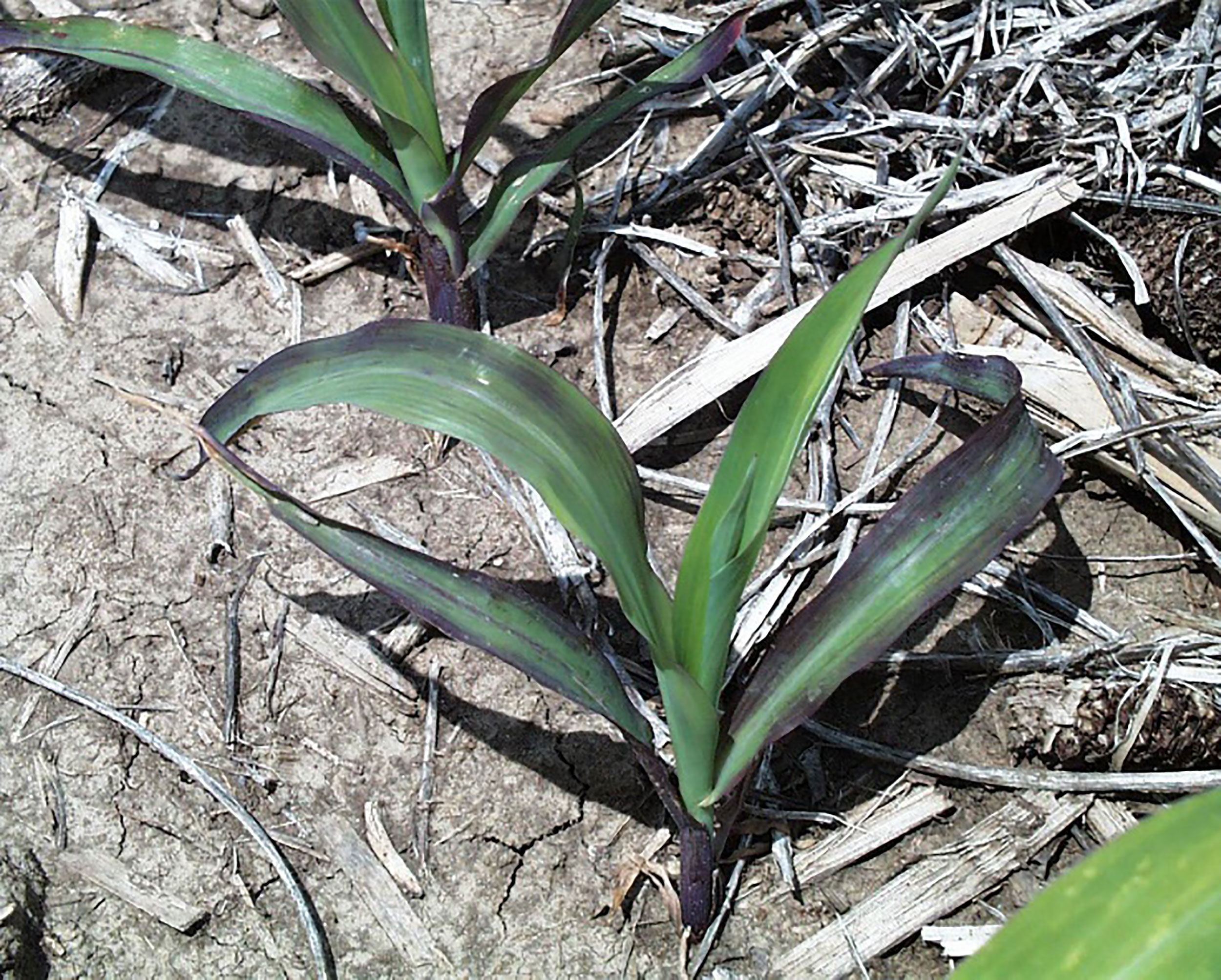 A stunted planting of corn with purple coloring on its leaves.