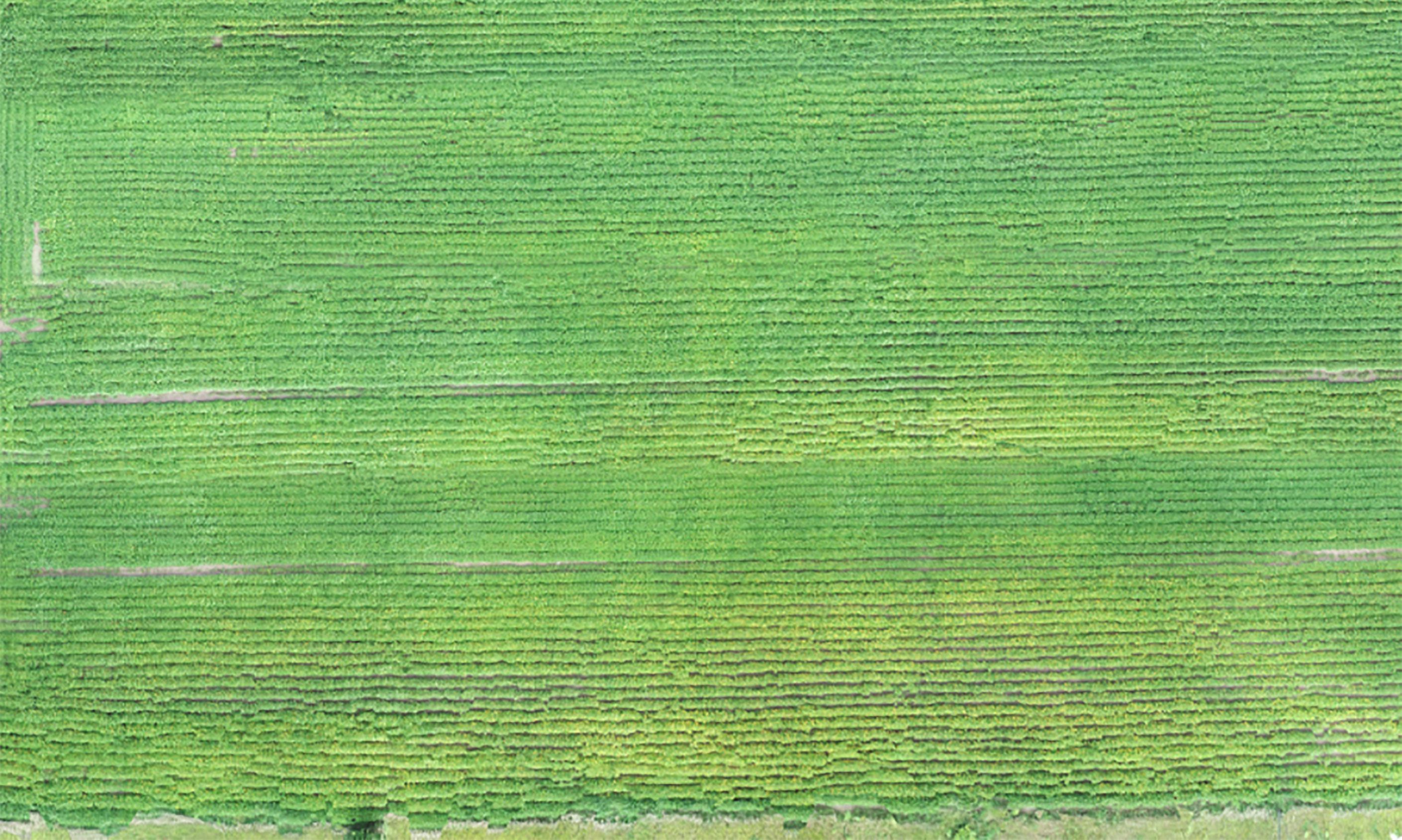 An aerial view of a soybean field with noticable rows of yellowing plants due to SCN infection.