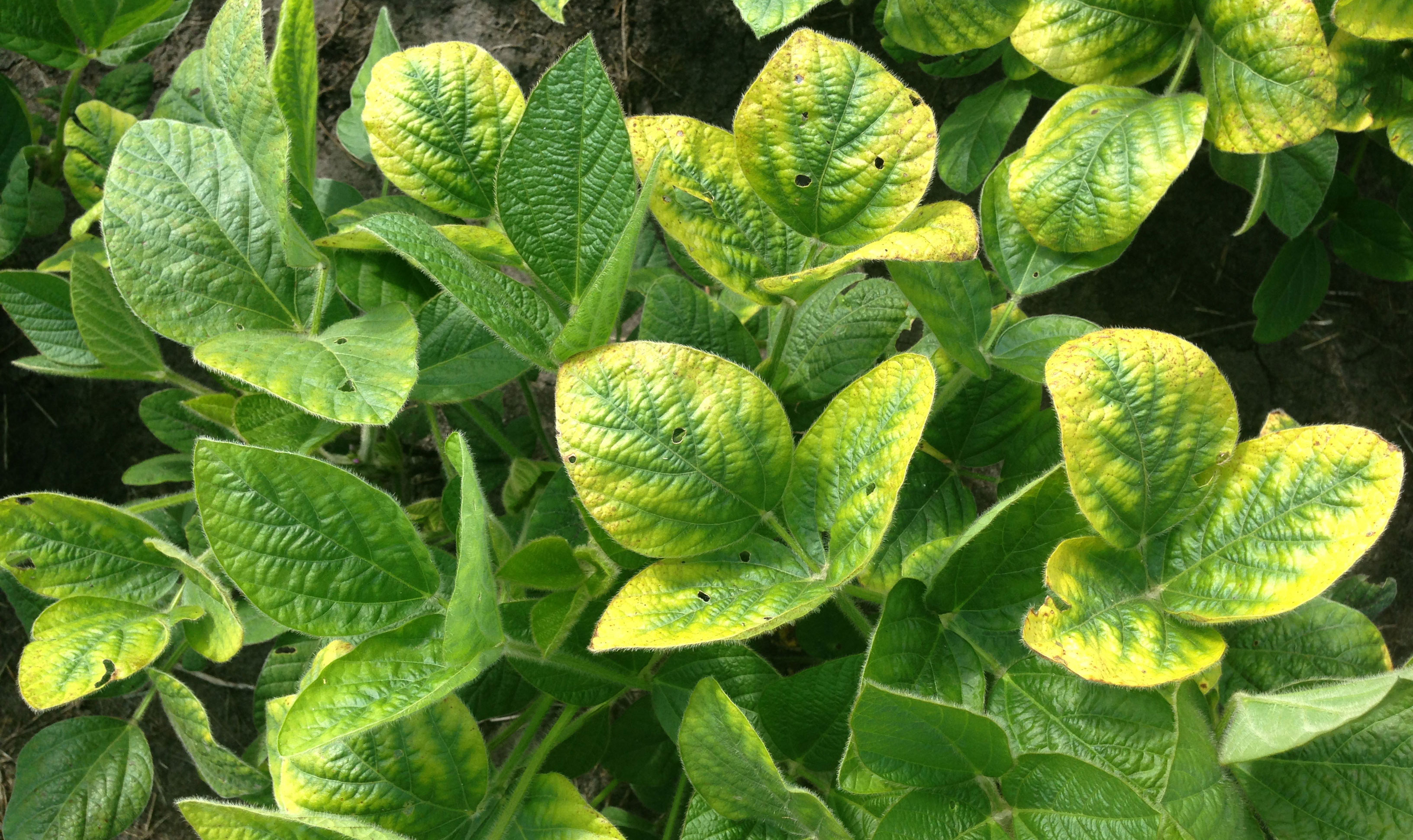 Green soybean plants with increasing yellowing around the edges of their leaves.
