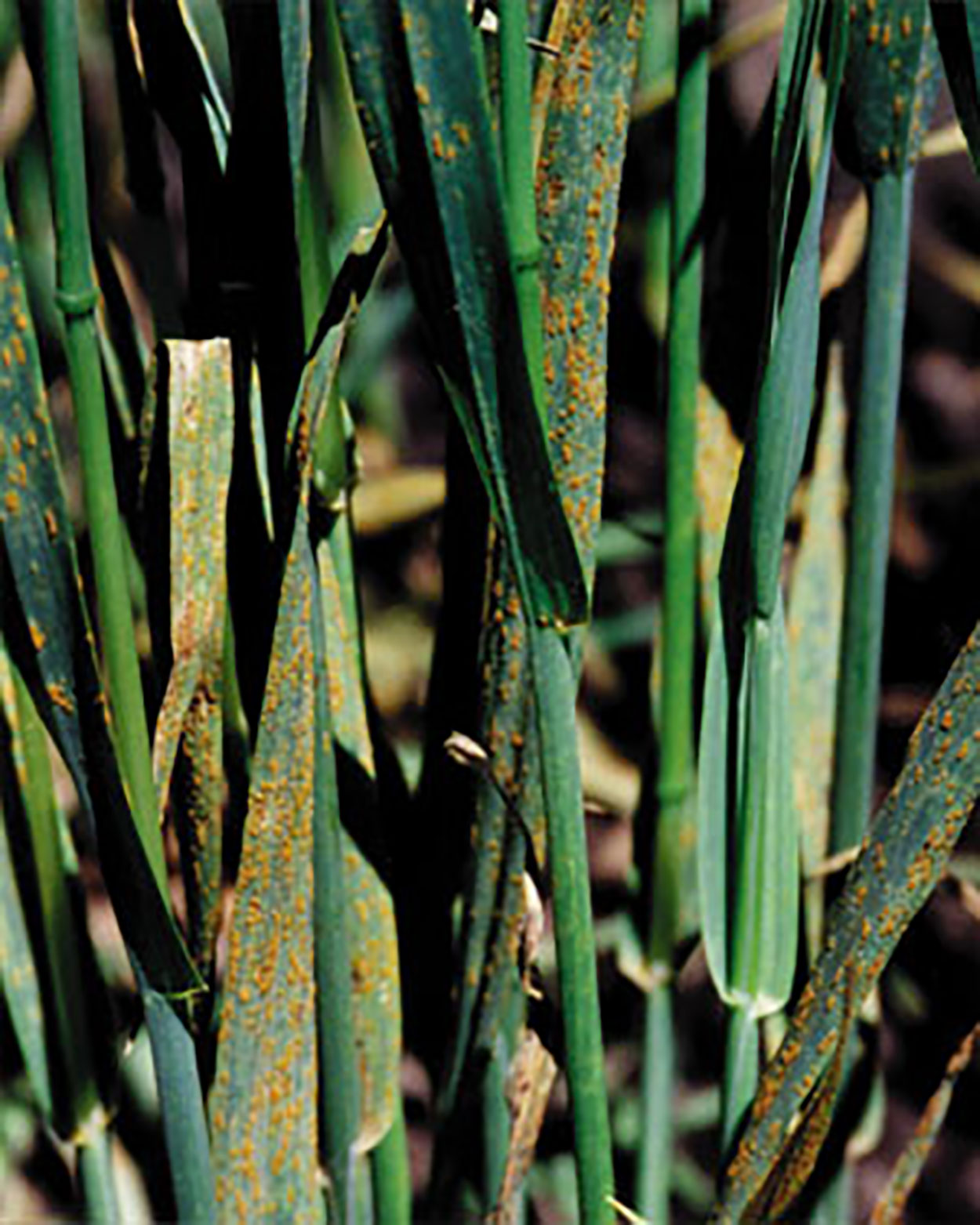 Oat plants exhibiting crown rust symptoms.