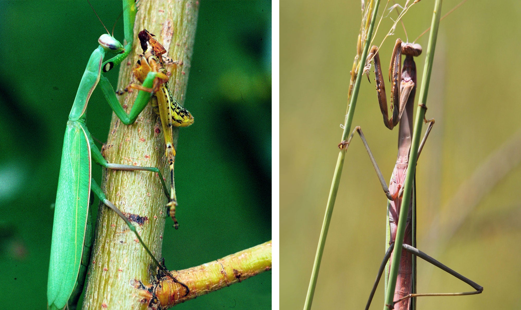 Two common praying mantises. The English mantis and the Chinese mantis.