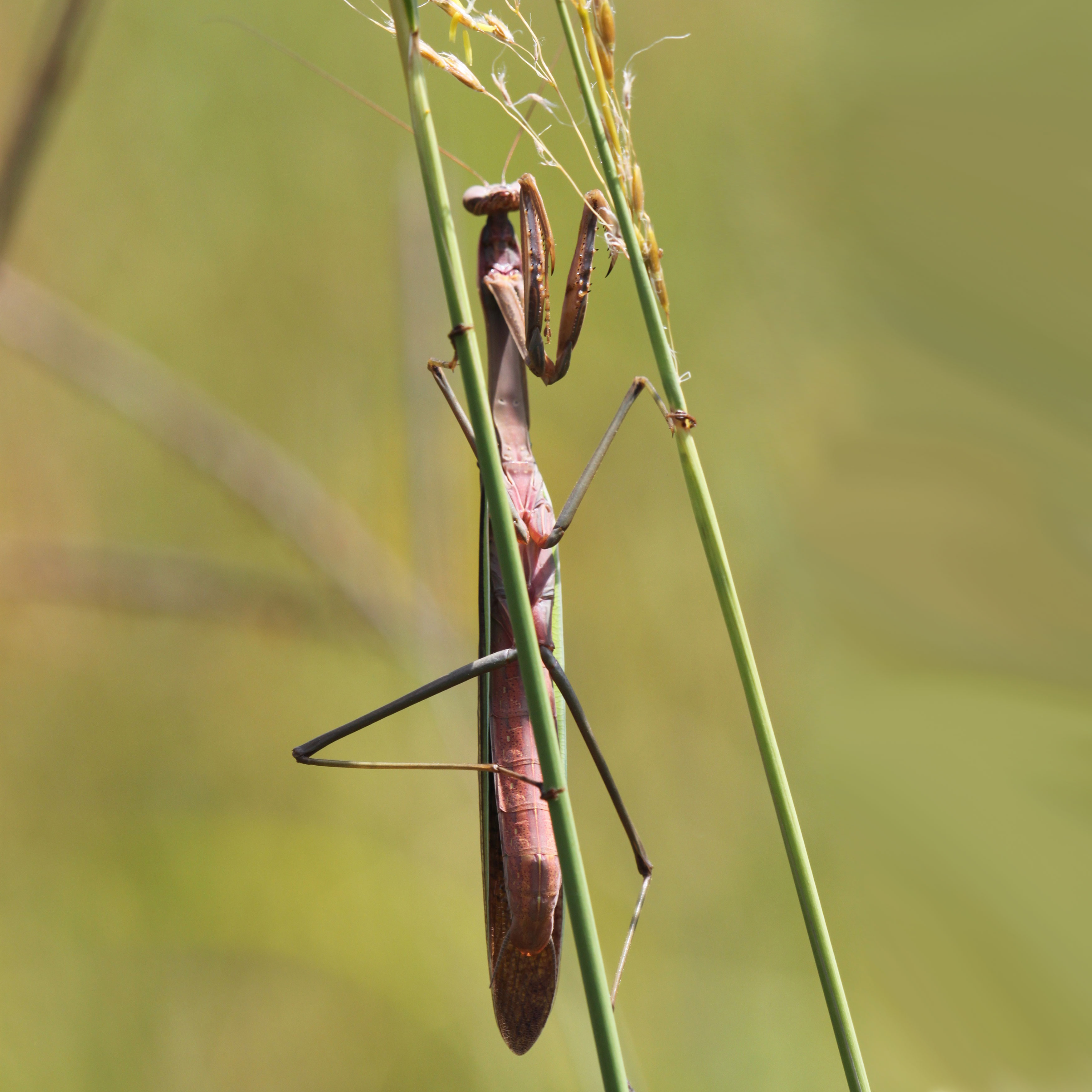 Large brown and green Chinese praying mantis on a stem of grass.