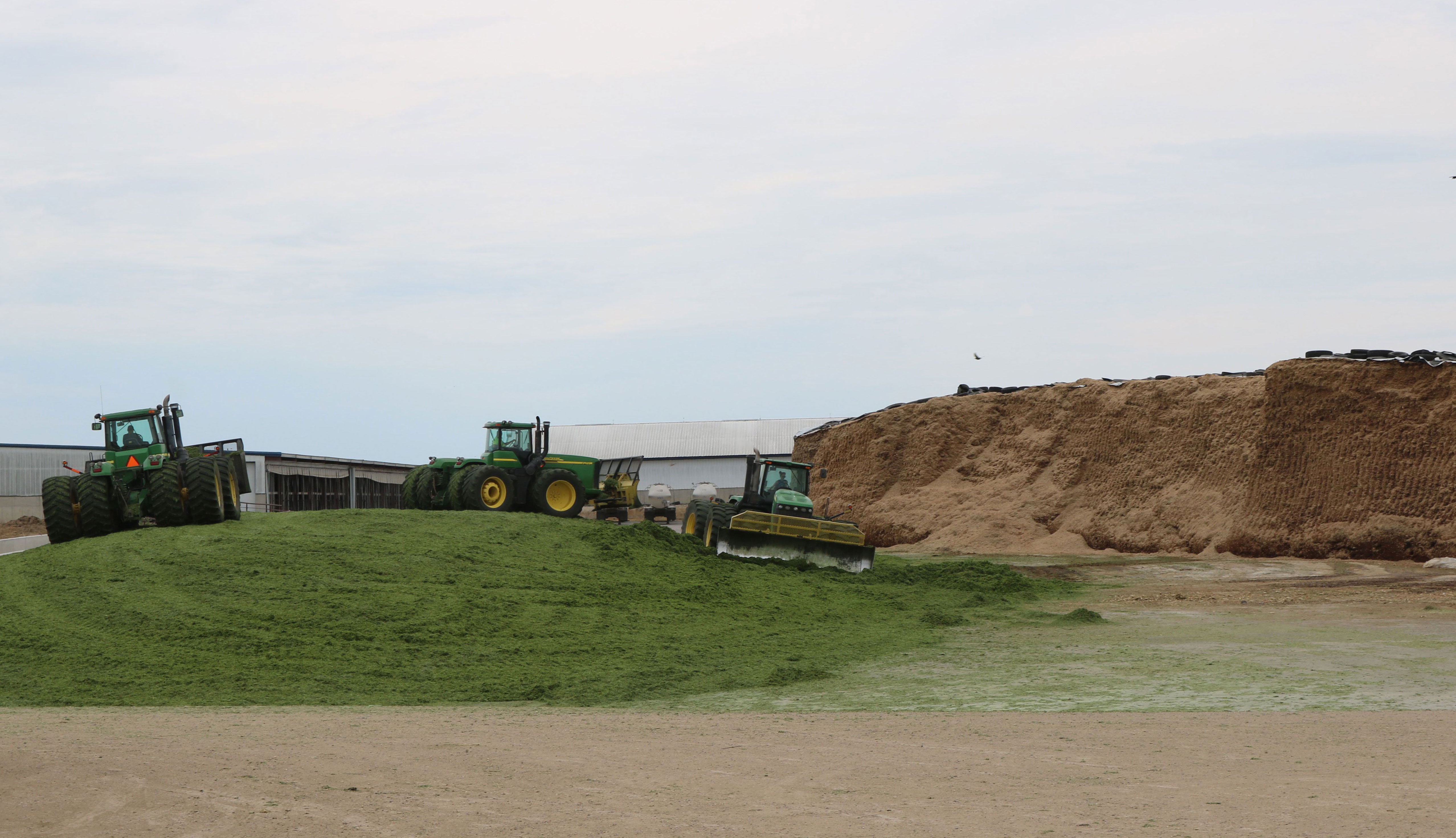 Three, four-wheel drive John Deere tractors, pushing up chopped corn silage into a drive over pile on a dairy farm.