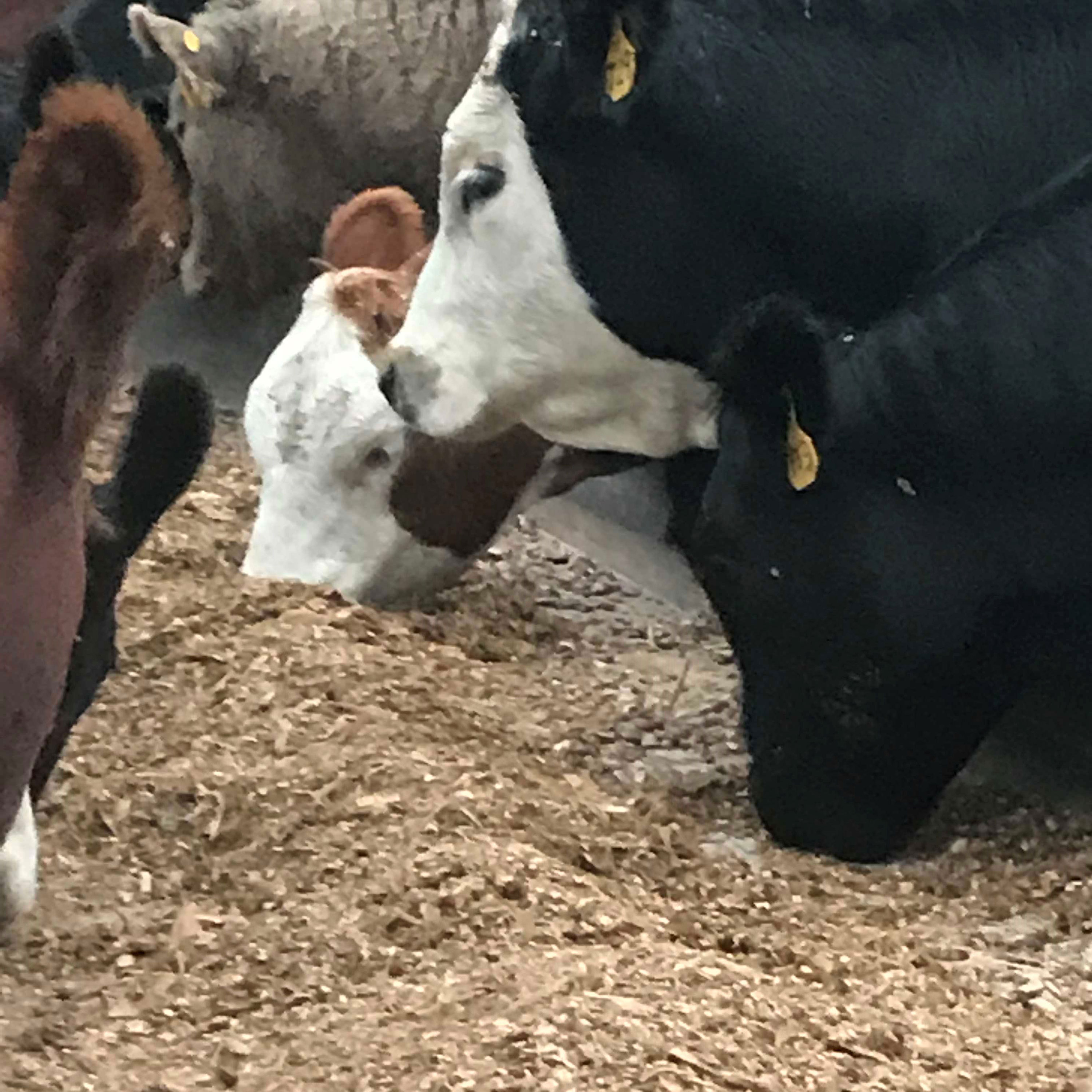 Black and red feedlot cattle eat corn silage from a feed bunk in South Dakota.