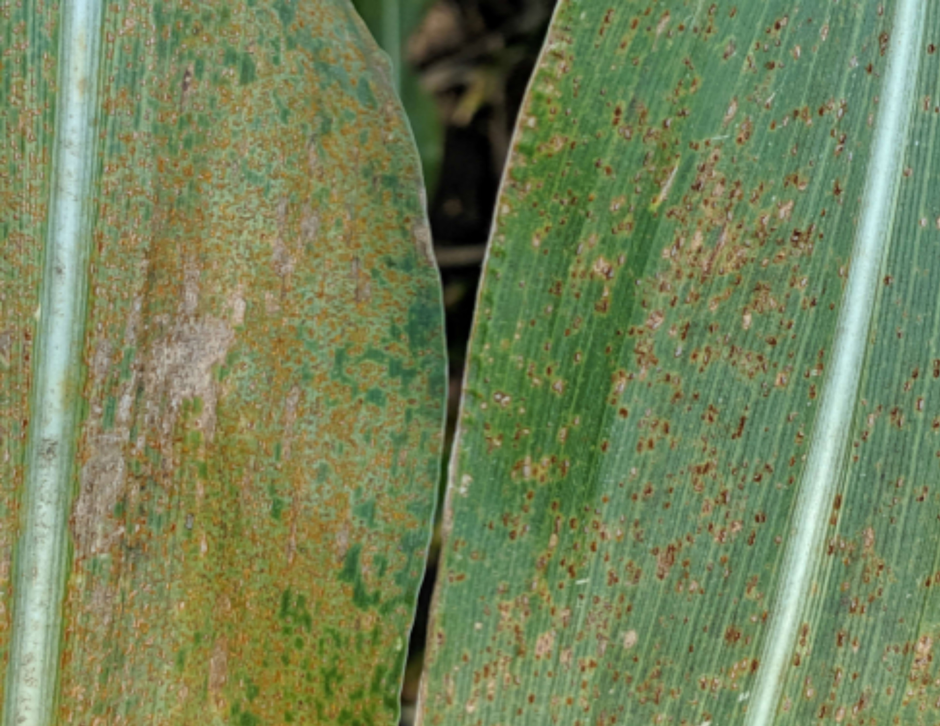 Two leaves of corn, one showing signs of Southern Rust, the other with Common Rust.