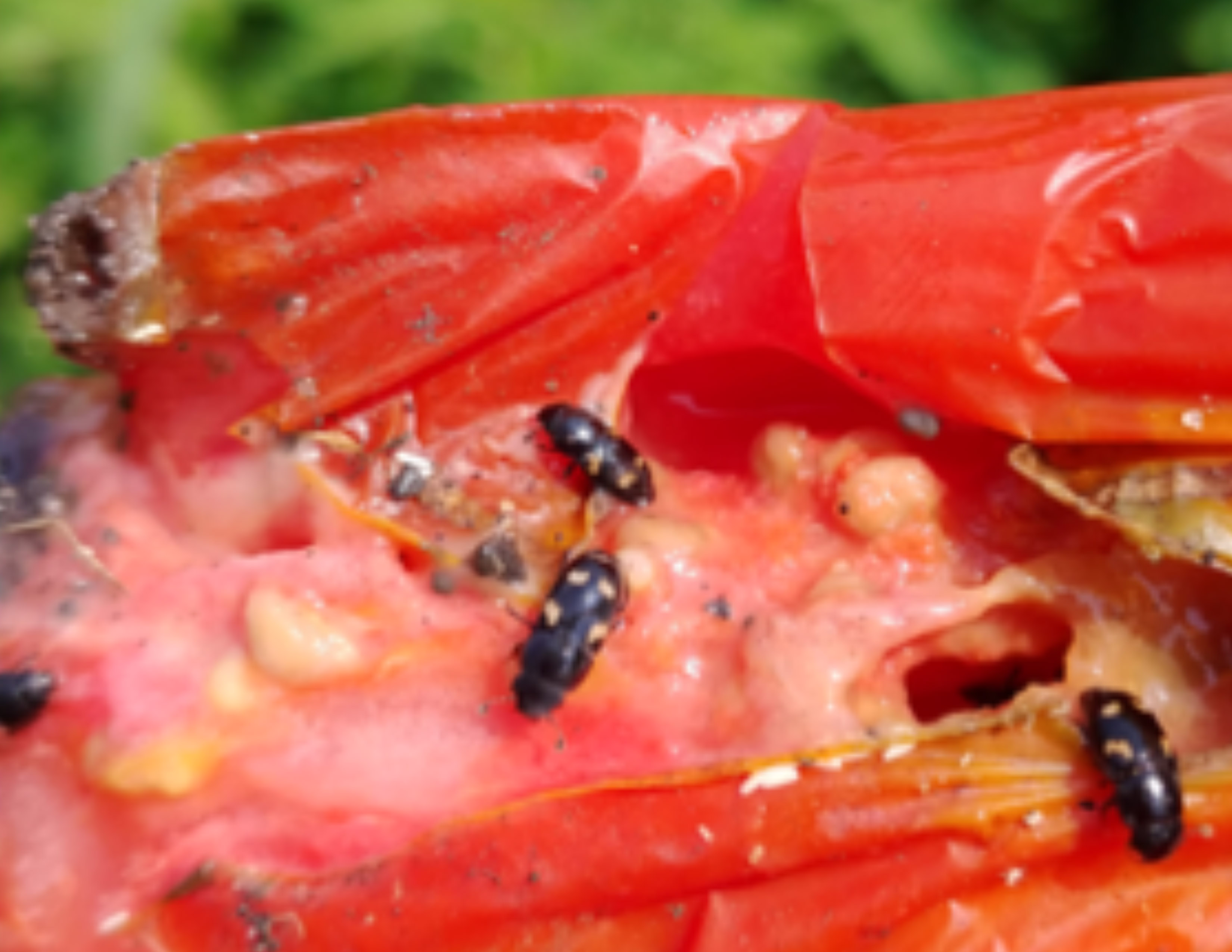 Black beetles with orange or yellow spots feeding on a ripe tomato.