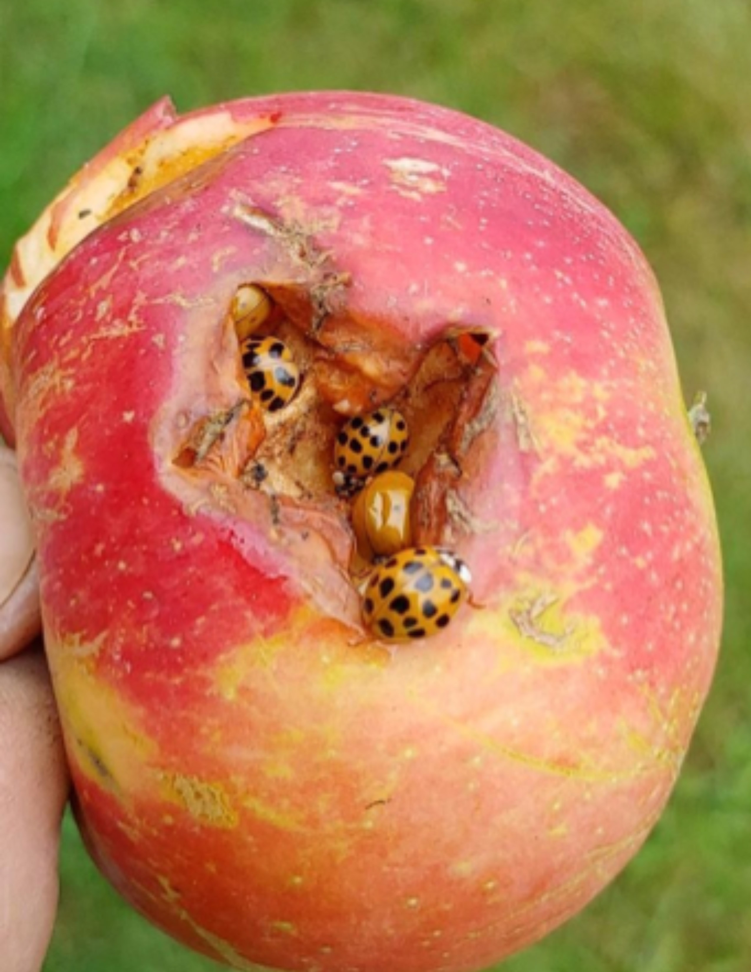 Orange beetles with black spots feeding under the skin of an apple.