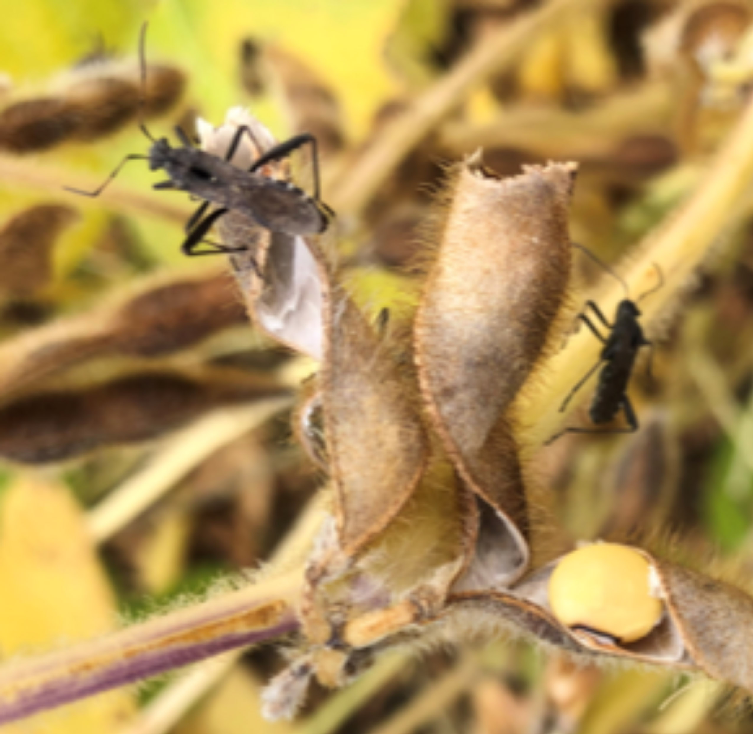 Black beetles with heads as wide as thorax on brown soybean pods.