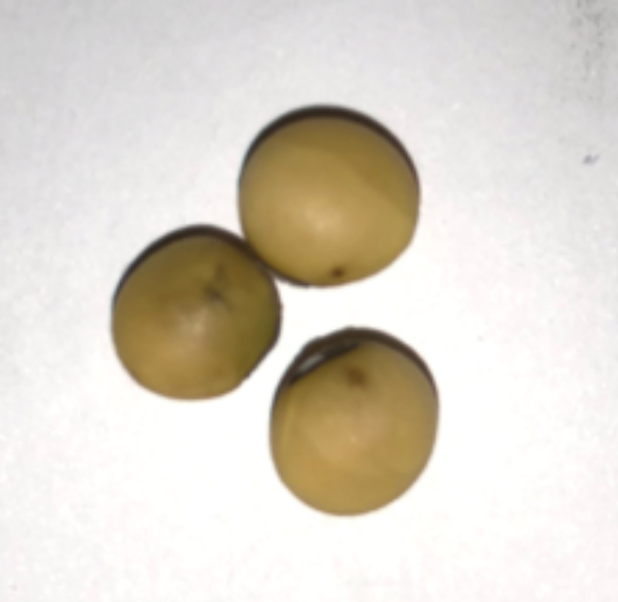 Yellow soybean seeds with dark brown spots on the seed coat.