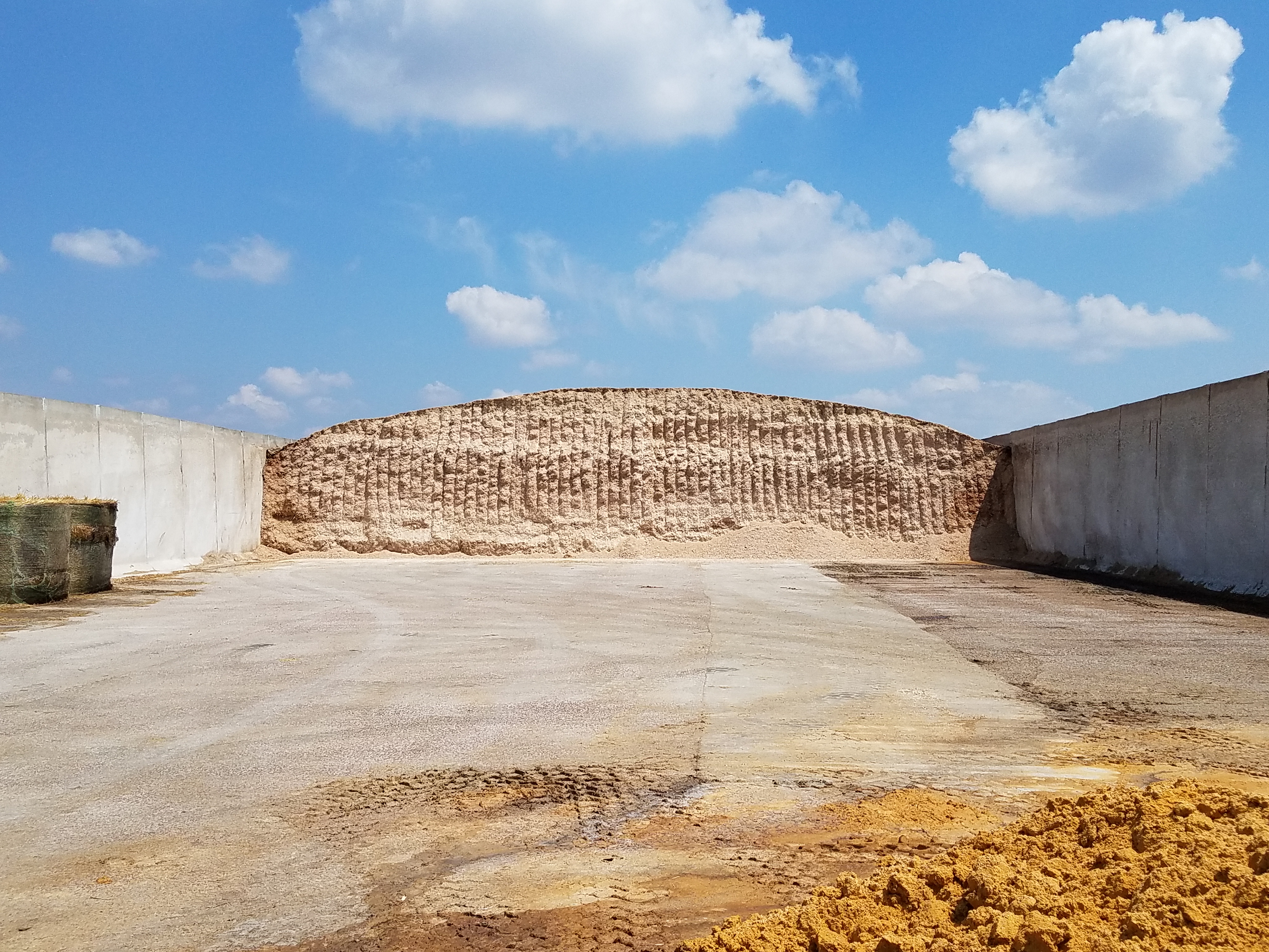 High-moisture corn being stored in a bunker for use as cattle feed.