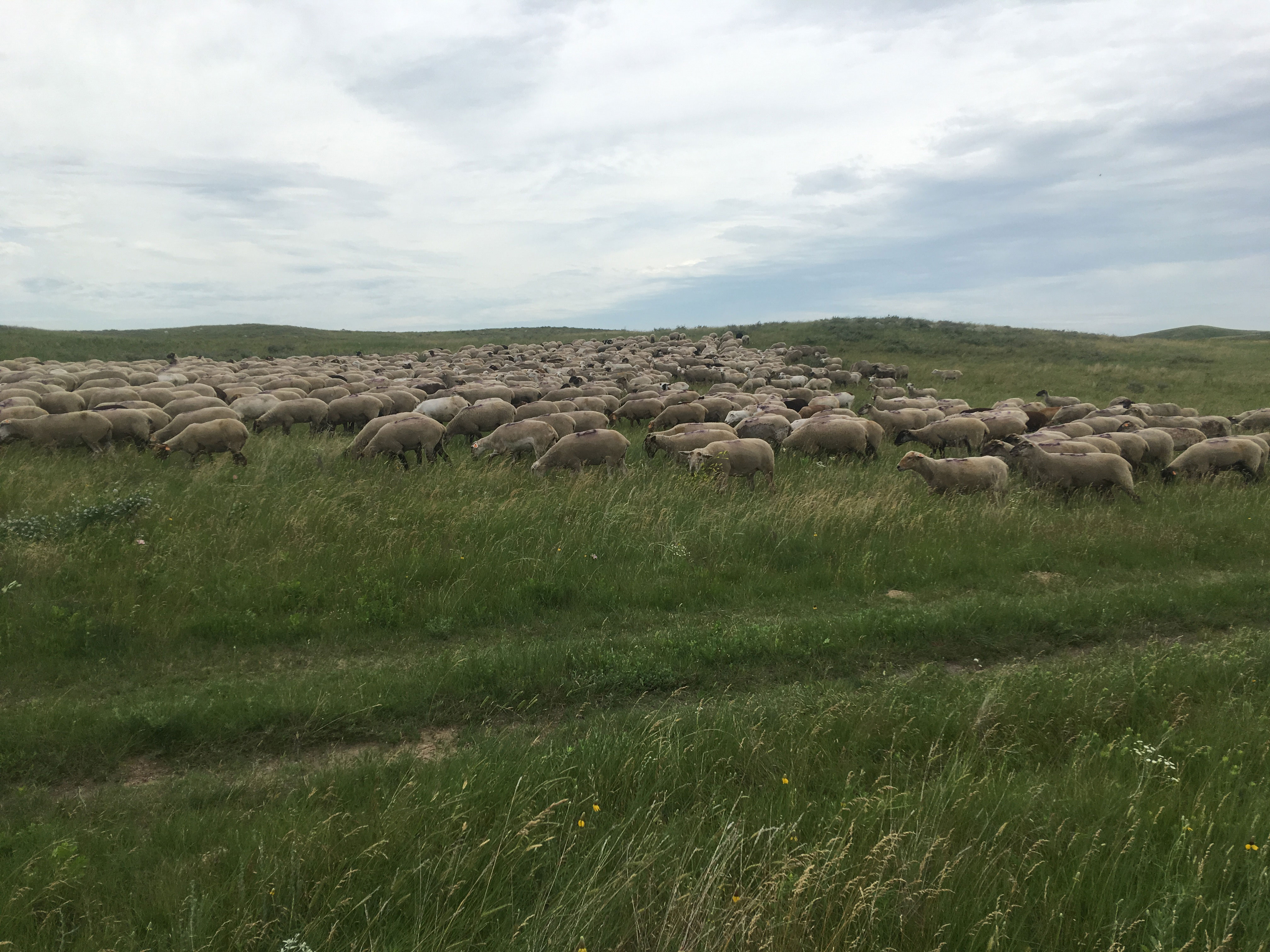 A herd of sheep foraging on leafy spurge in a grassland.