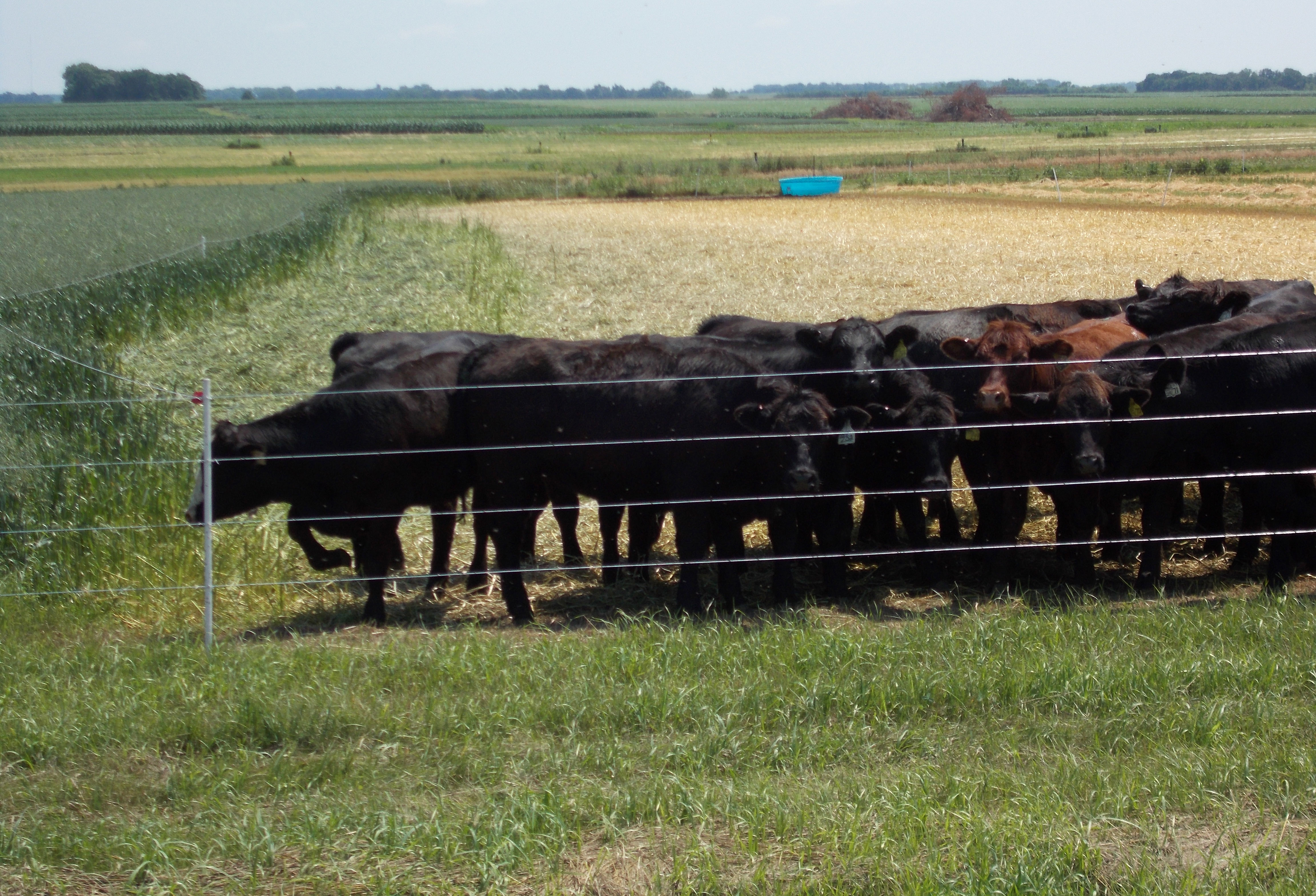 Group of calves grazing in a fenced-in area.