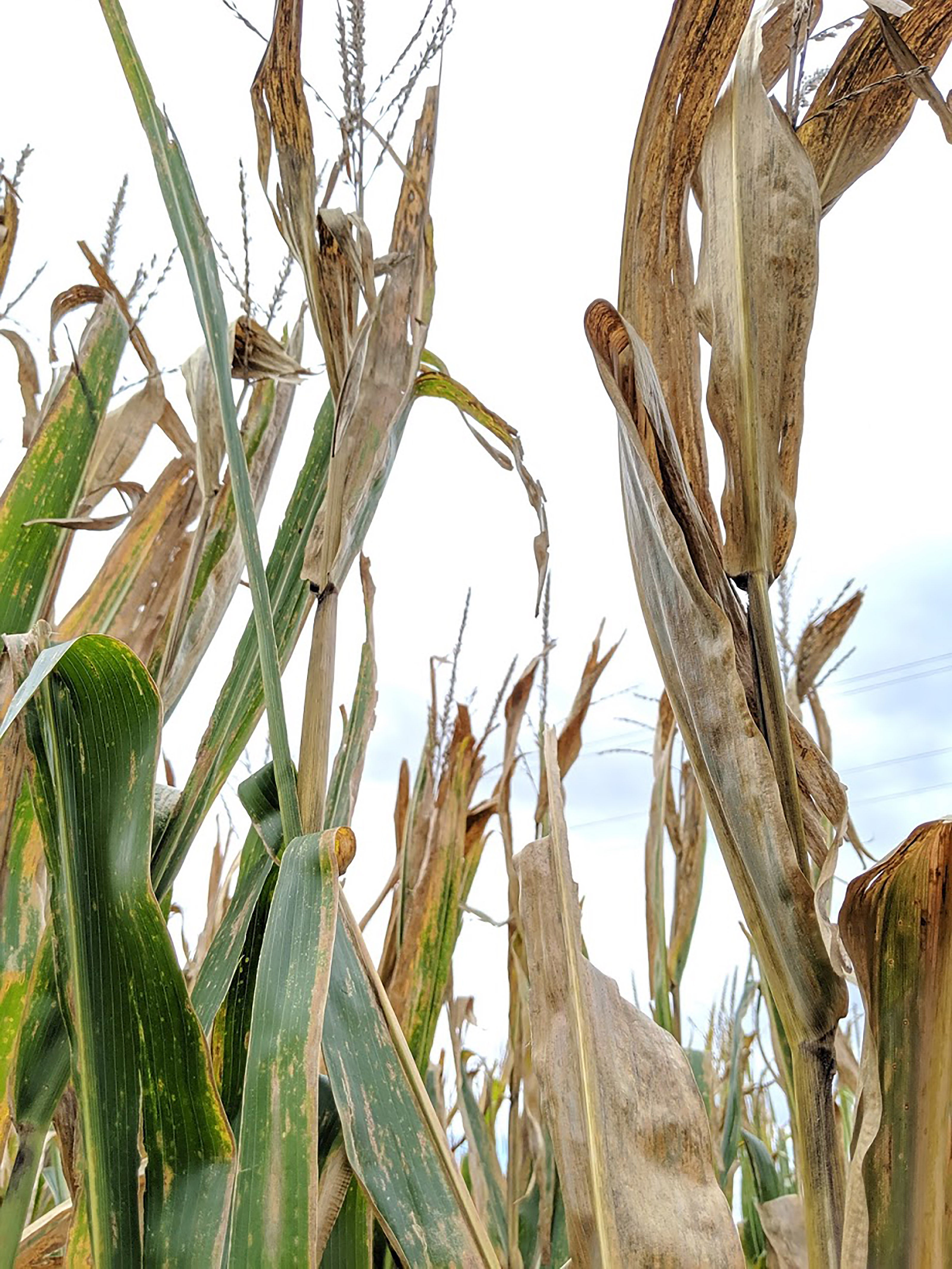 Corn plants exhibiting symptoms of top dieback.