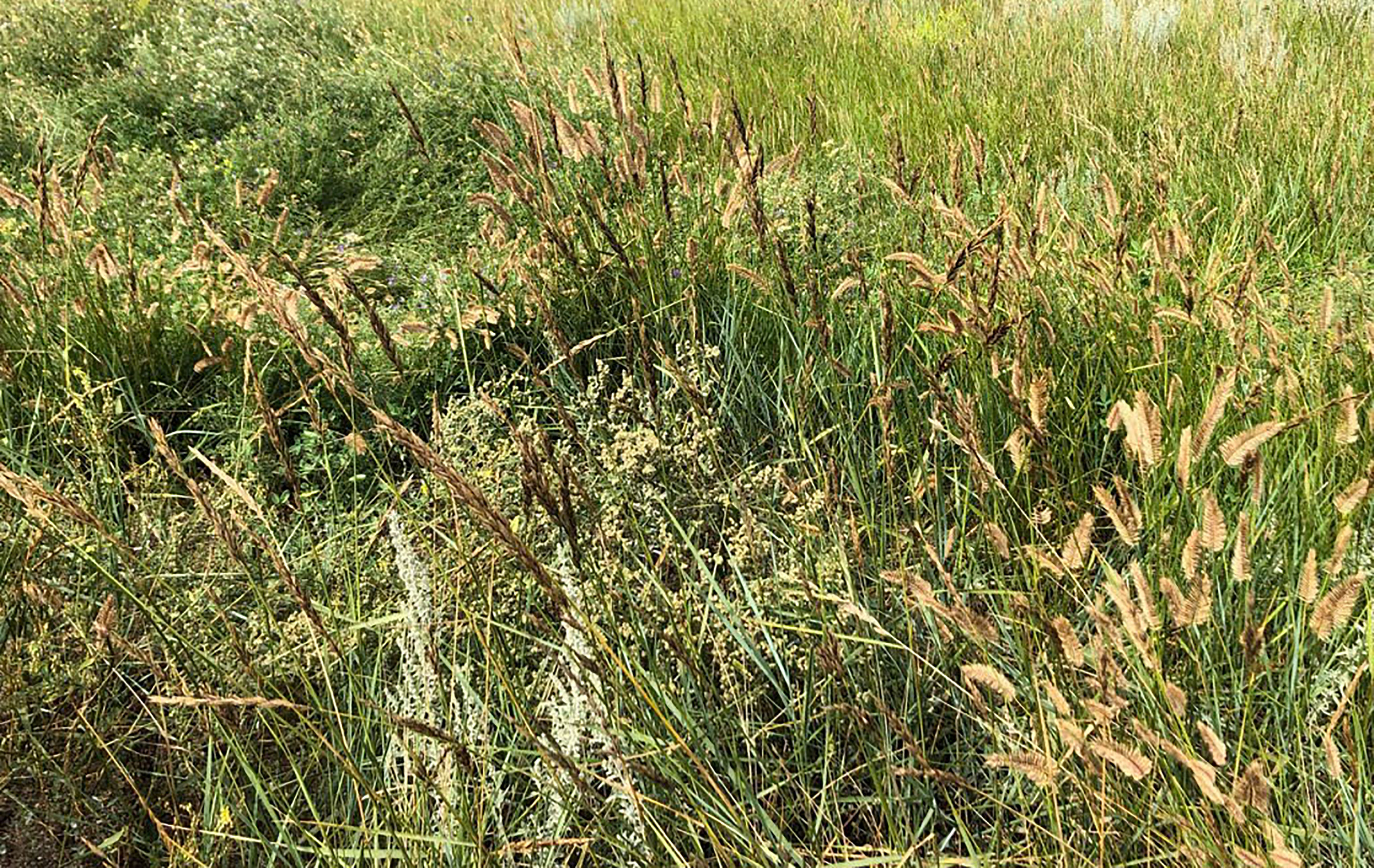 A patch of western wheatgrass with ergot fungus growing throughout.