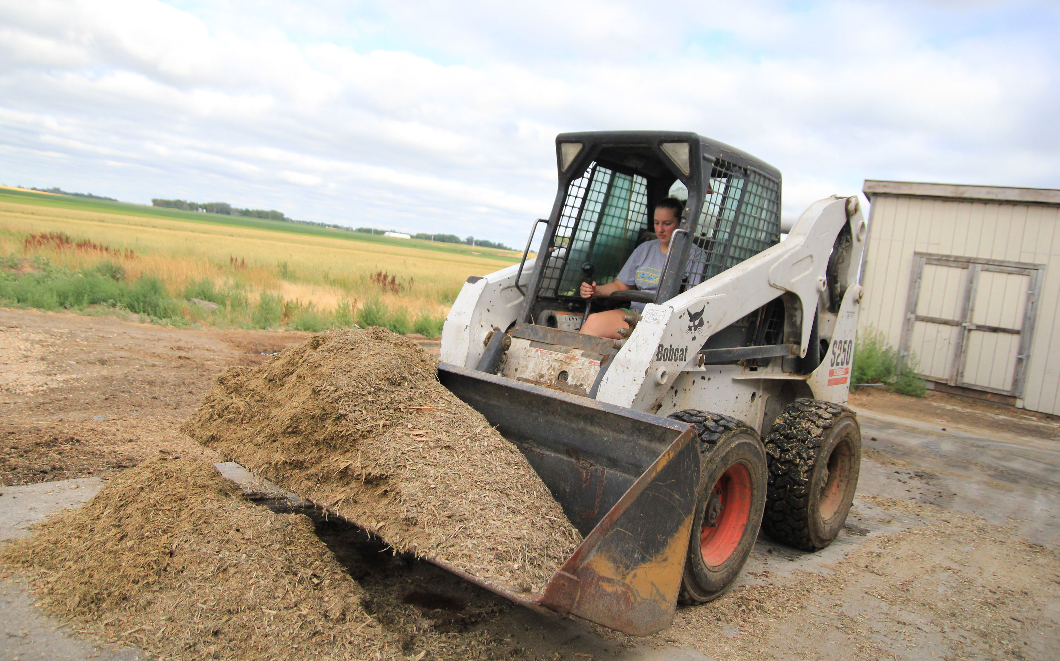 Female dairy employee operating a skid-steer carrying a load of feed in the bucket.