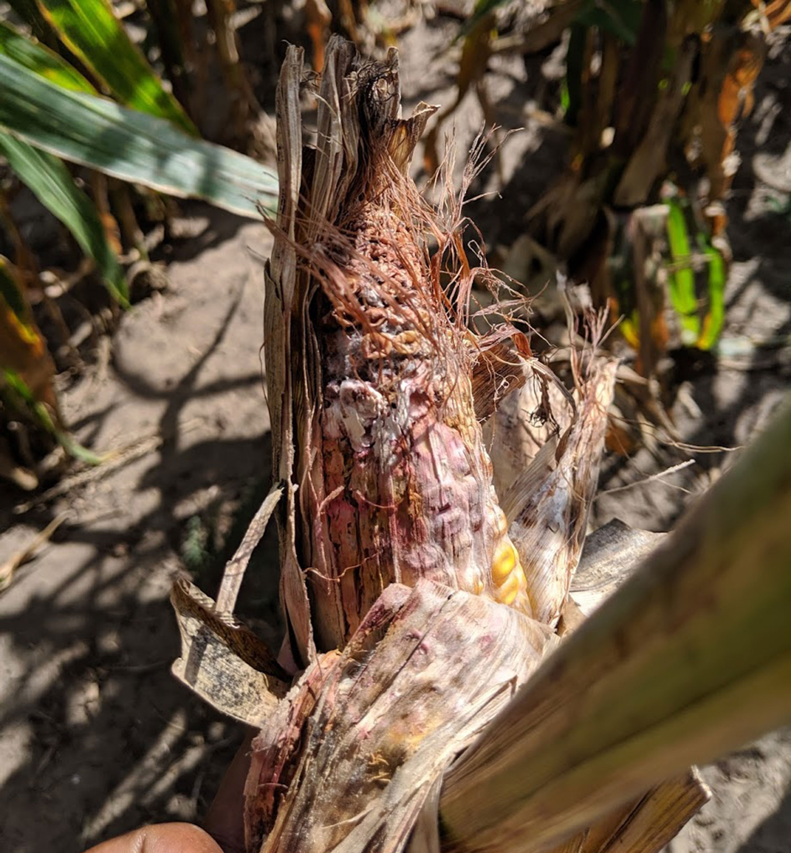 A corn husk peeled down revealing symptoms of Gibberella ear rot.
