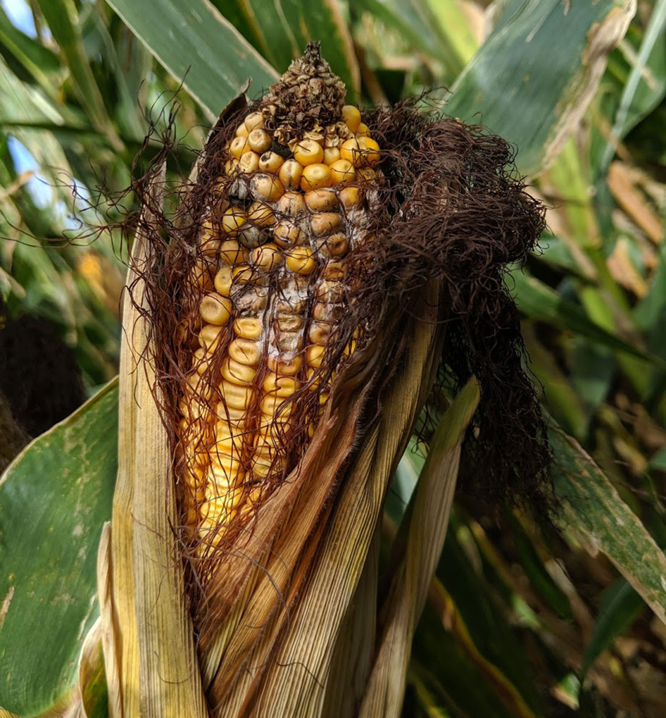 A corn husk peeled down revealing rotting kernels due to Fusarium spp.