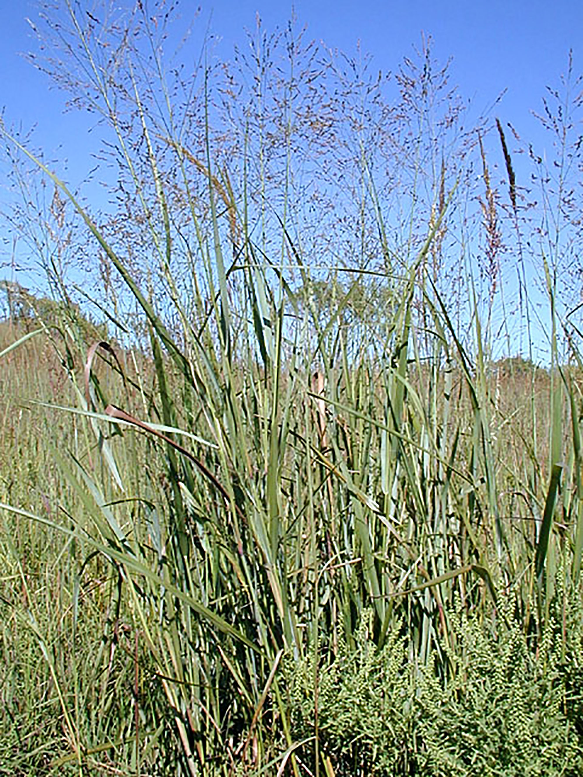 A patch of switchgrass growing at the edge of a field.