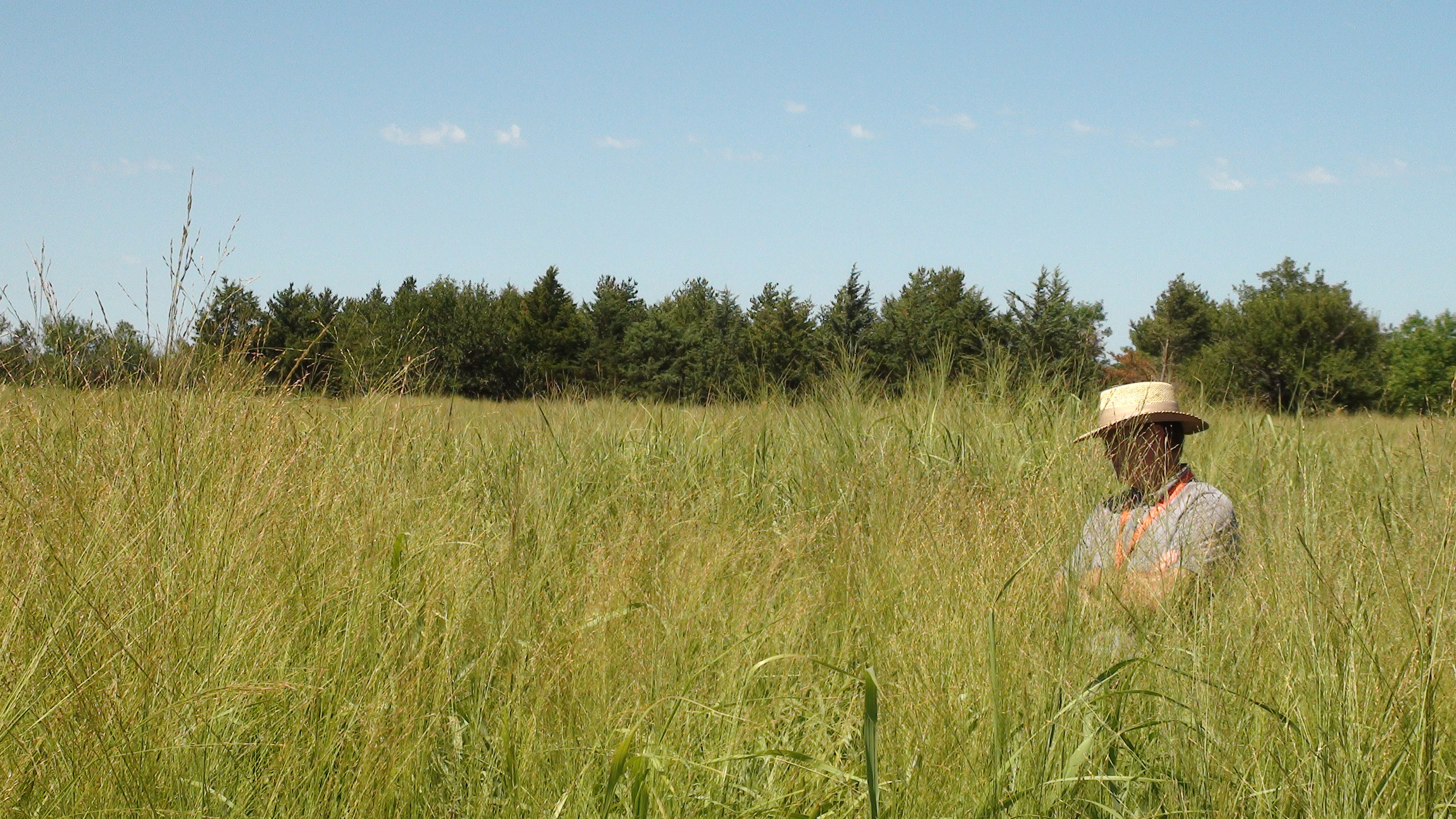 A man standing in a field of switchgrass.