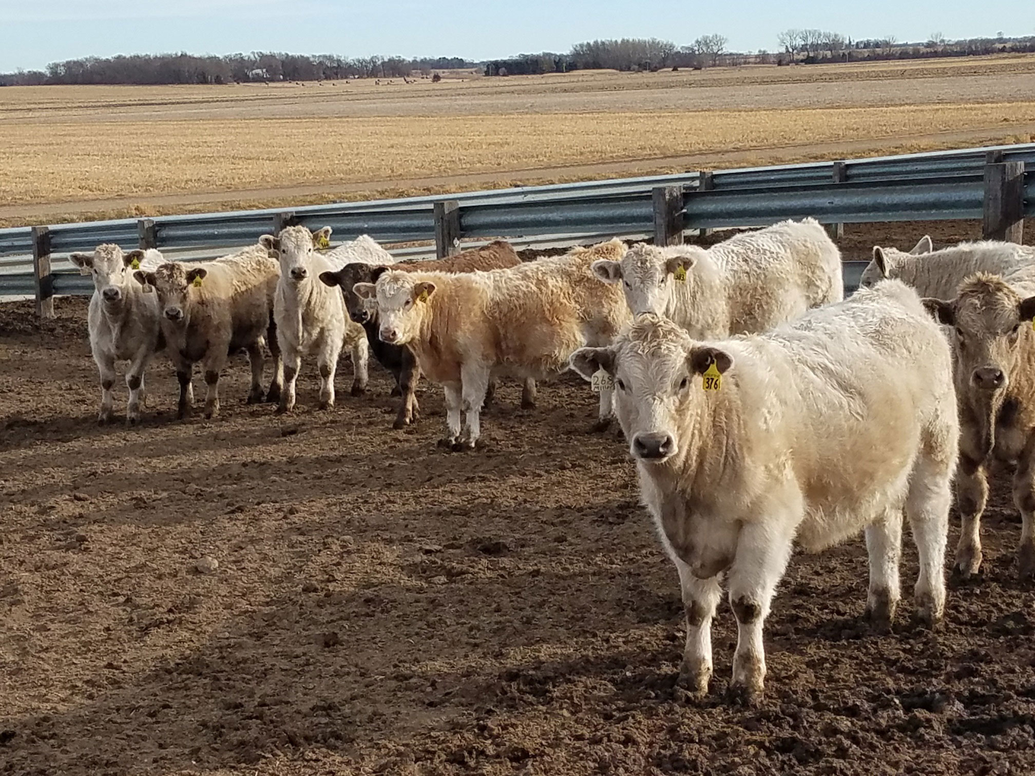 A group of white cattle standing in a feedlot.