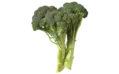 Two bunches of green broccoli