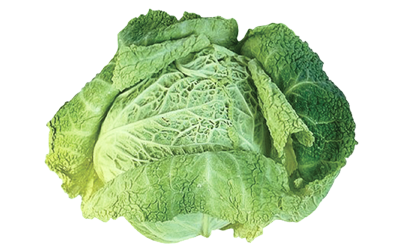 A head of green, leafy cabbage.
