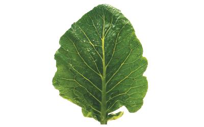 A leafy green.