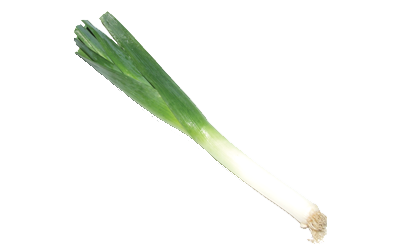 A leek plant with a white head and green stem.