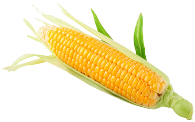 A yellow ear of sweet corn.