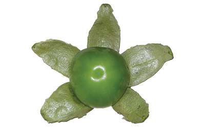 A green tomatillo fruit with five leaves.