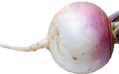 A white to pink trunip bulb.