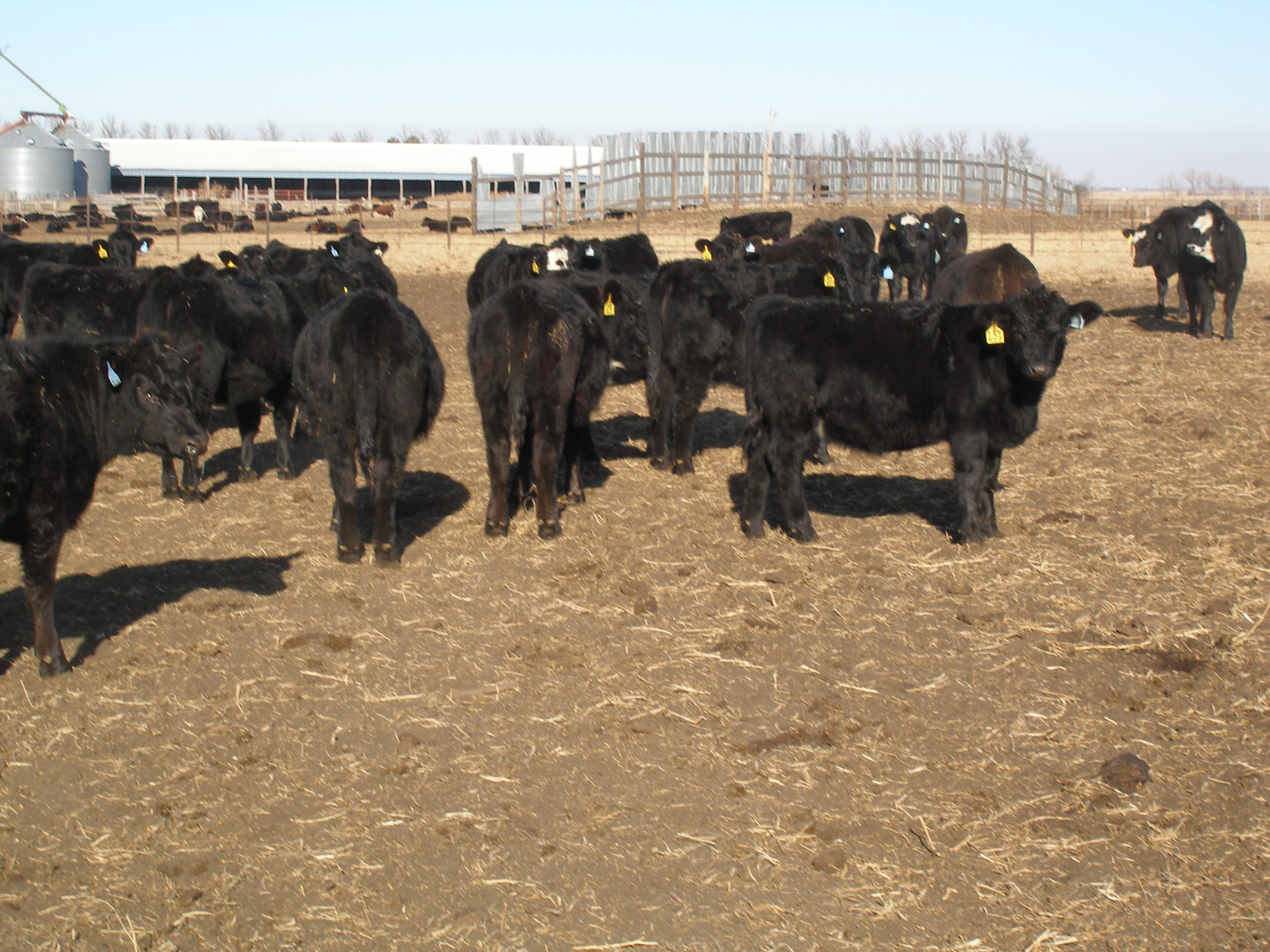 A group of black heifer calves in a feedlot.