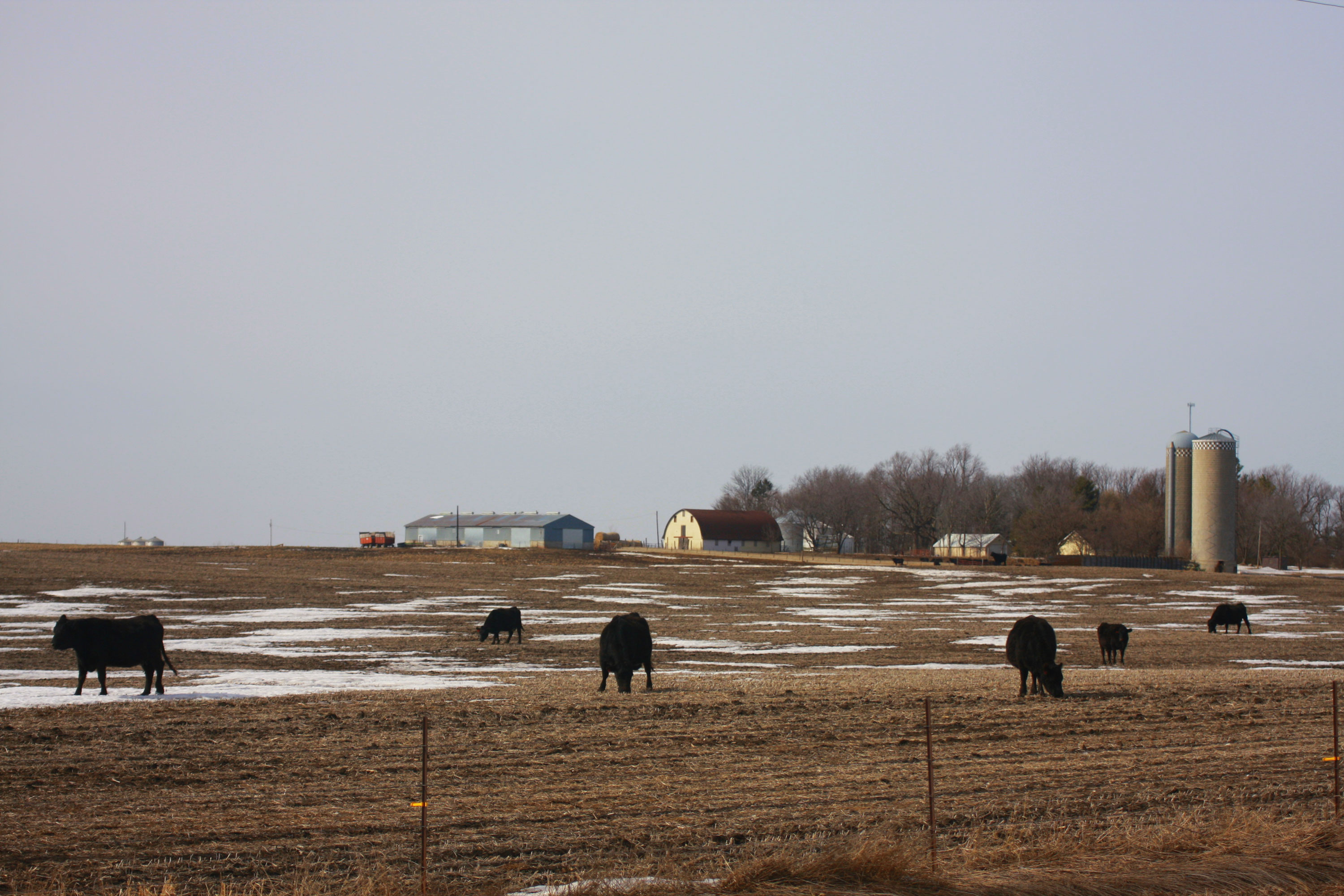 Six black cattle grazing a field with patches of snow.
