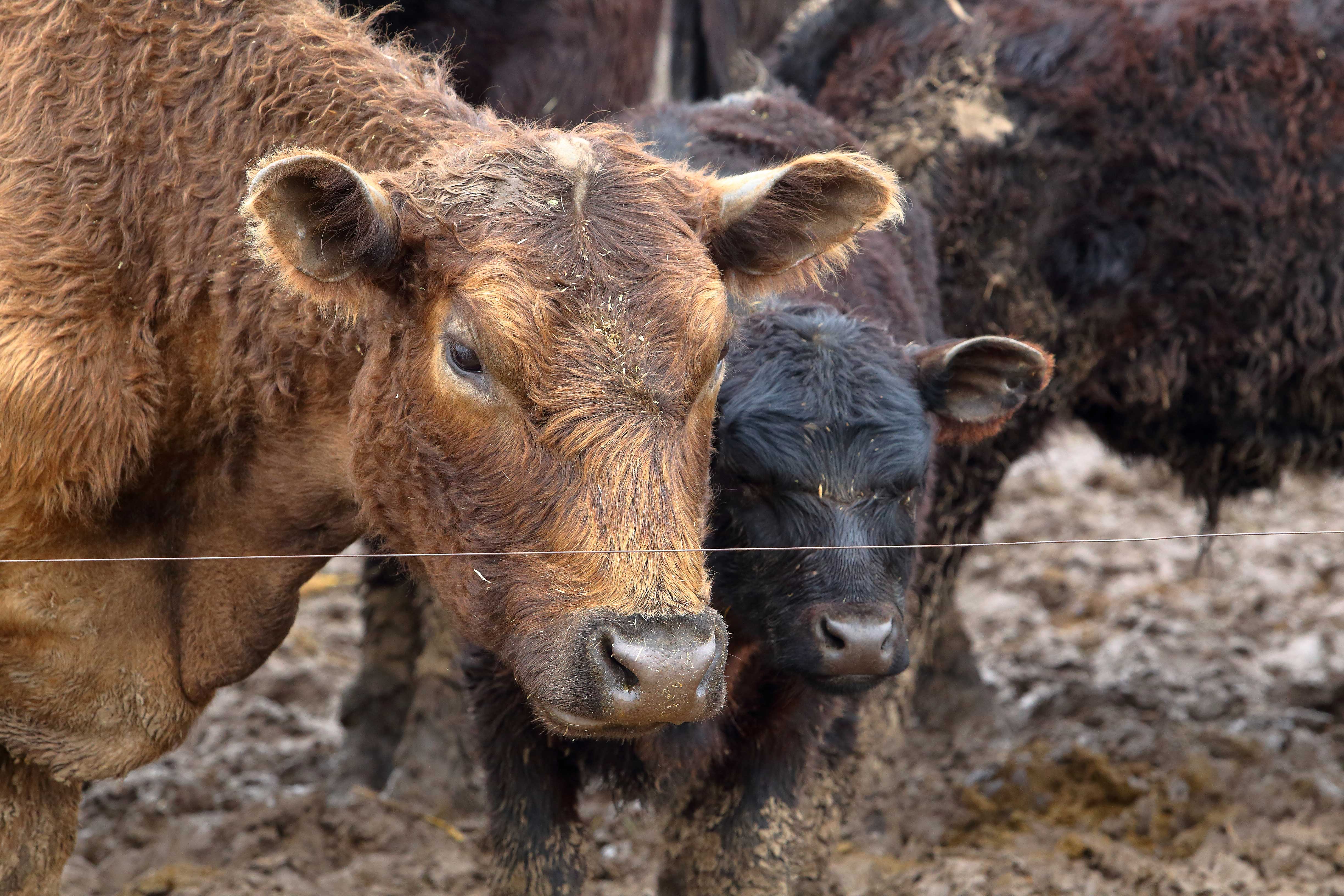 A brown cow and a black calf standing in a muddy, water-soaked feedlot.