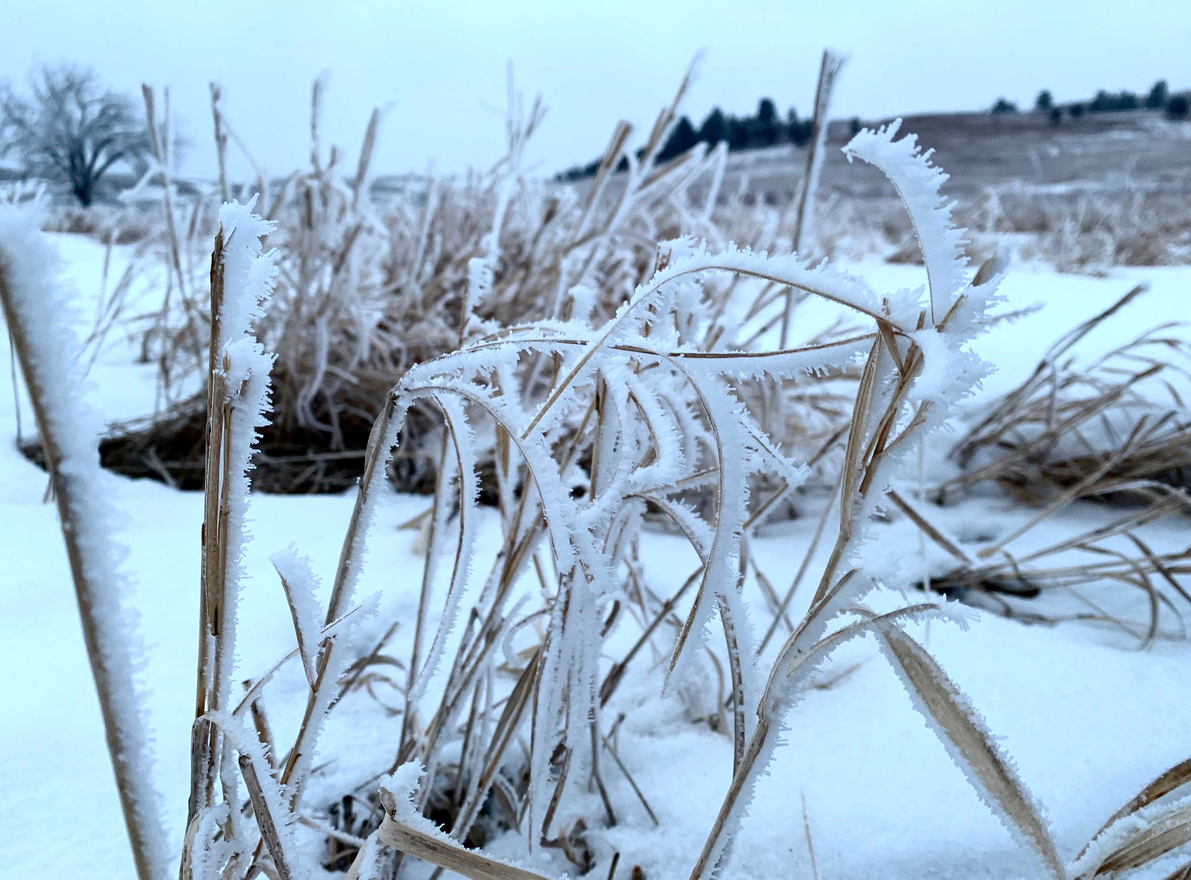 Frost-covered grass in a winter pasture.