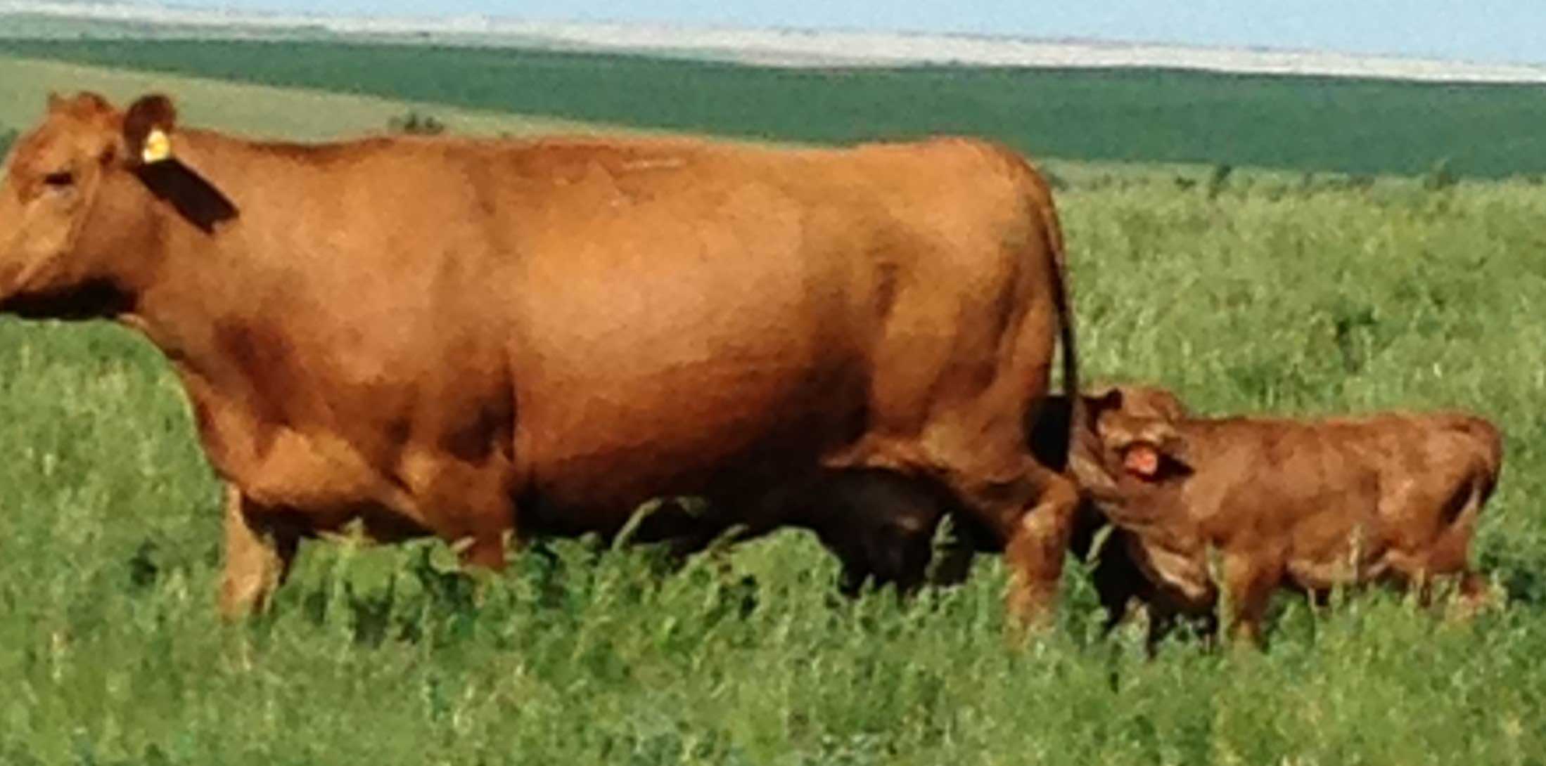 A red angus cow with two unweaned calves attempting to suckle from it.